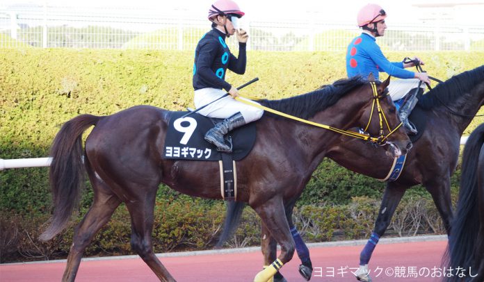 仁川ステークス登録馬 シャイニングレイ ヨヨギマックなど12頭 競馬ニュースなら 競馬のおはなし