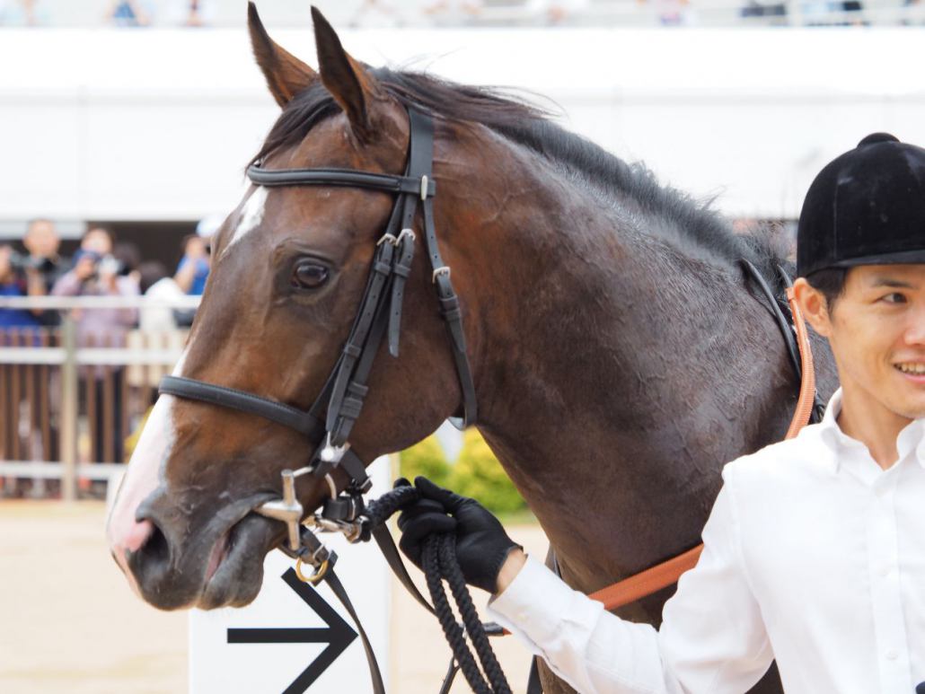 中山3r 2歳未勝利 ヴィッテルスバッハが豪快な差し切り 競馬ニュースなら競馬のおはなし