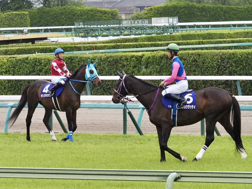 中山GJ】メイショウダッサイが新王者に！オジュウチョウサンは敗れる | 競馬ニュースなら競馬のおはなし