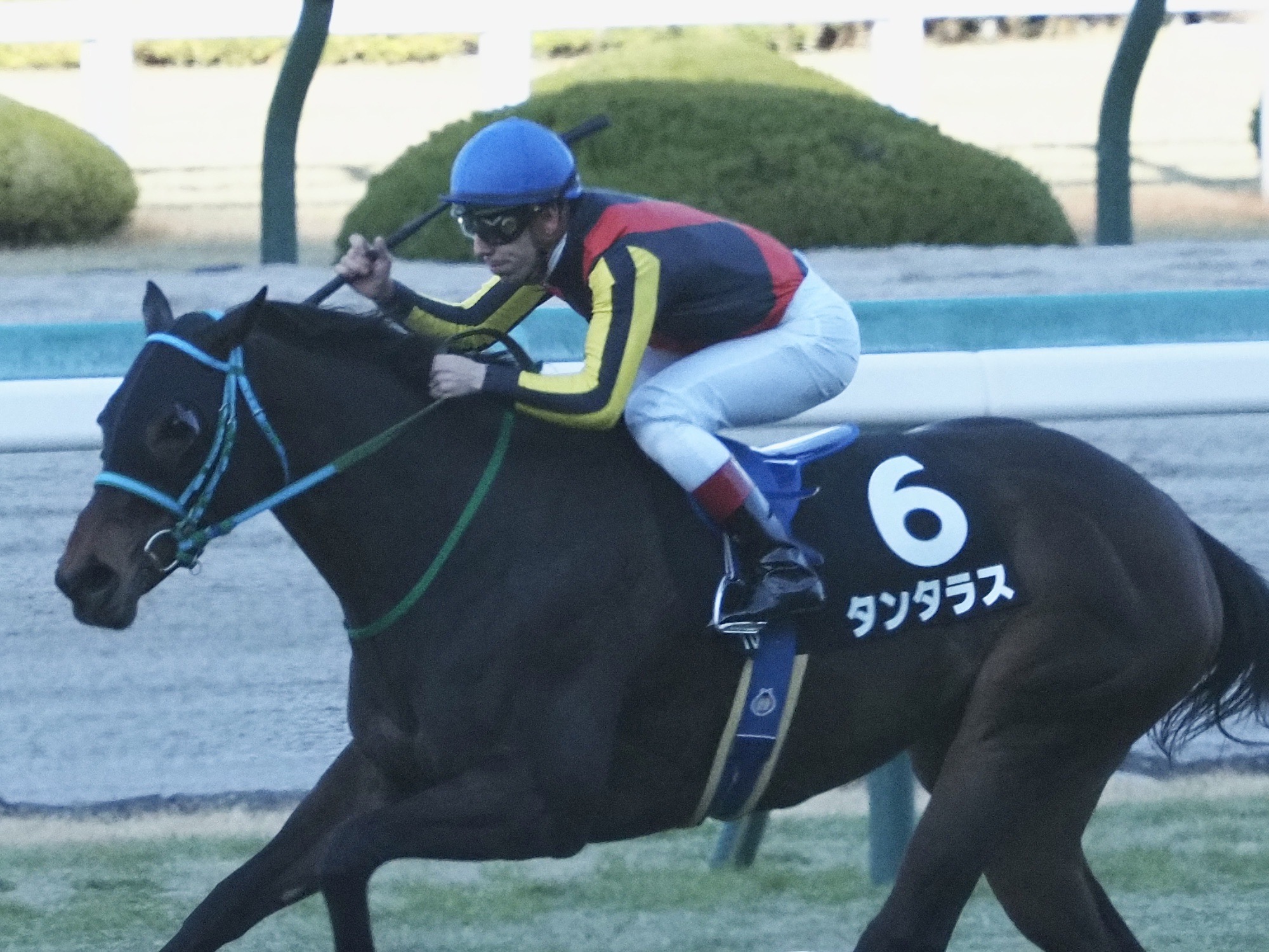 【新馬/阪神6R】ドレフォン産駒 デシエルトが7馬身差圧勝