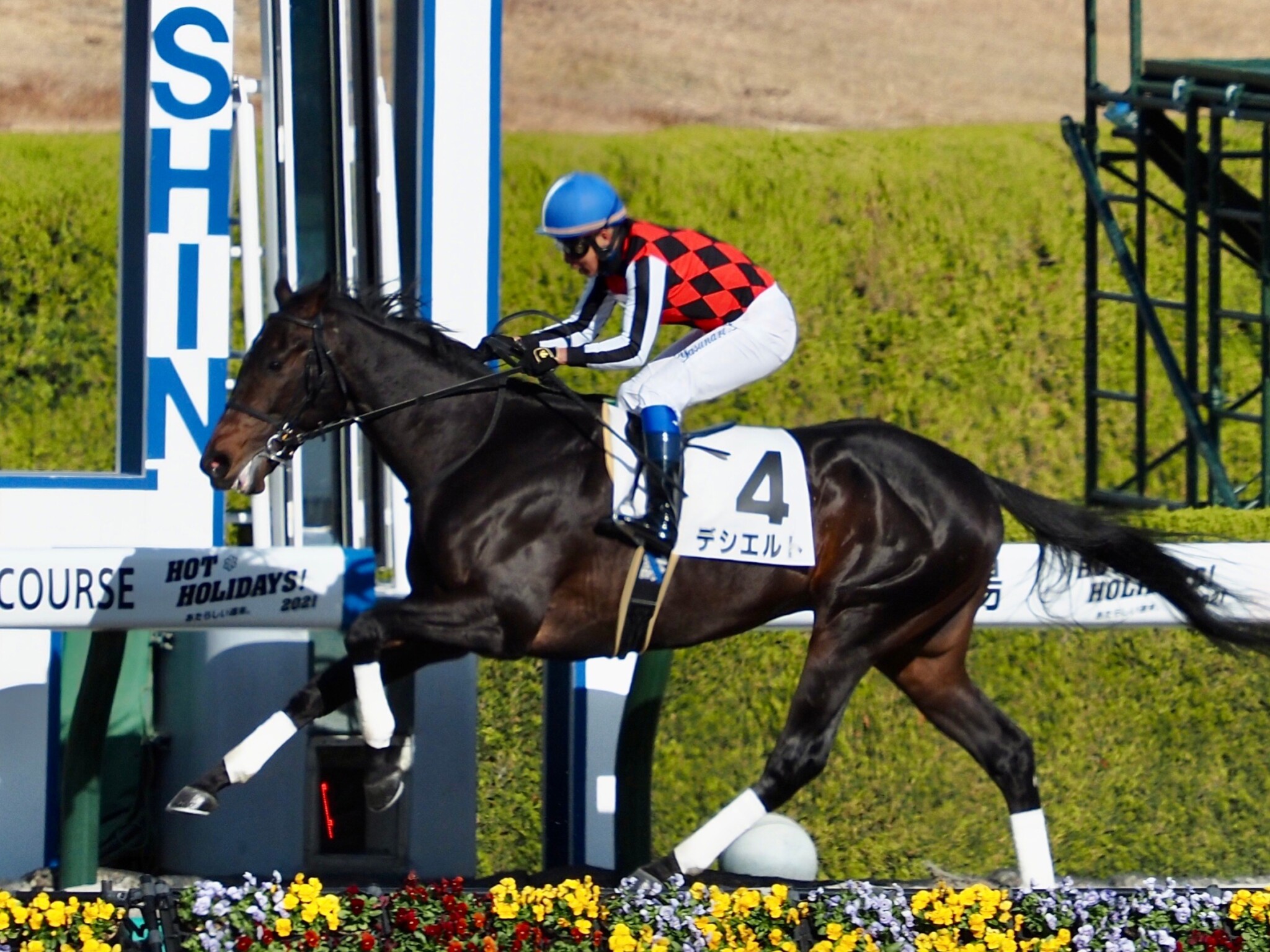 【新馬/阪神5R】C.デムーロ騎乗 エアアネモイが3馬身差完勝
