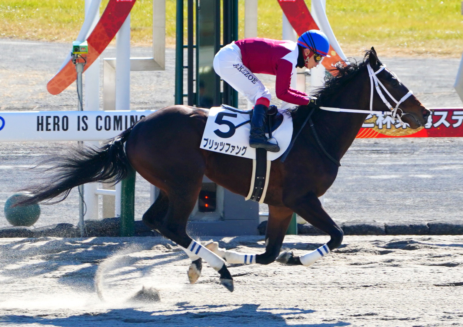 【新馬/中京3R】ホッコータルマエ産駒 ブリッツファングが7馬身差圧勝