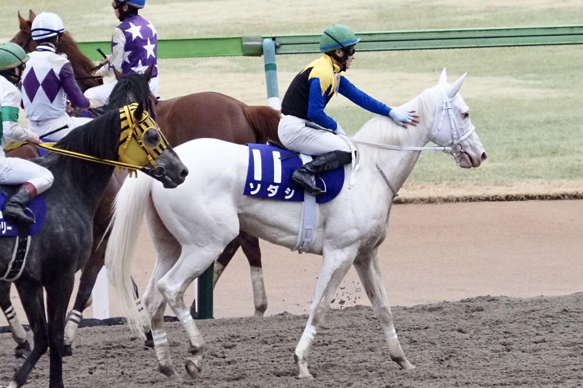 経典 競馬 ラインスピリット ゼッケン 実用ゼッケン 阪急杯 競走馬 馬 その他