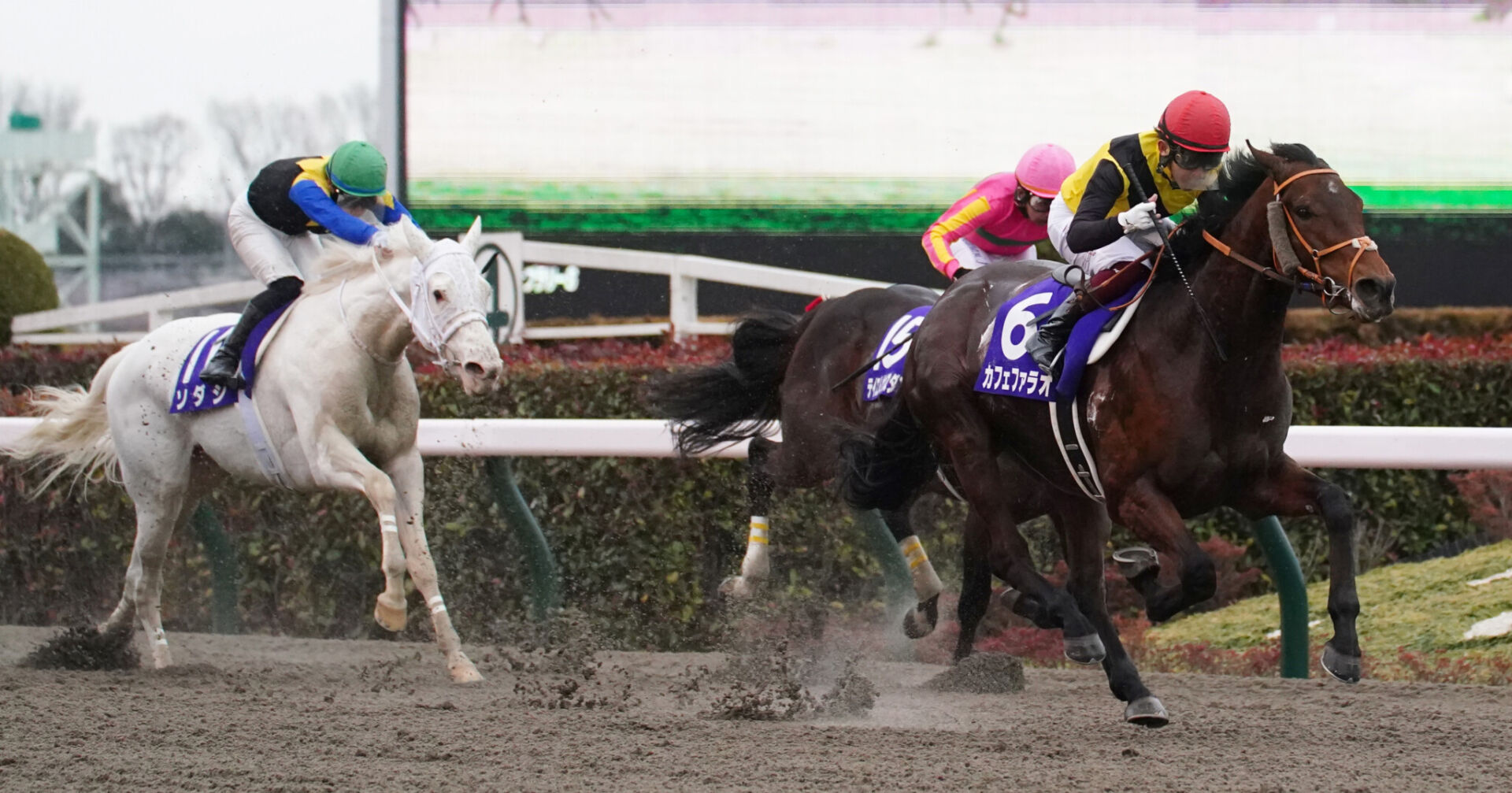 フェブラリーステークス 馬券 - その他