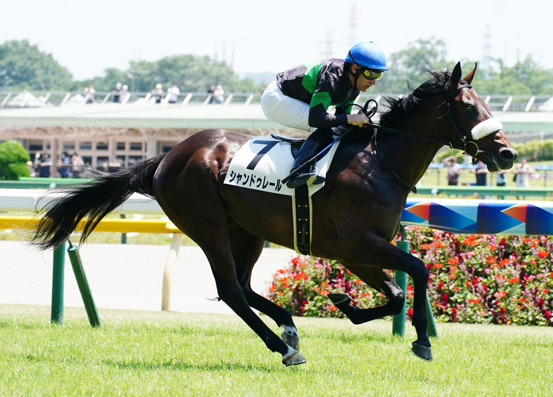 【専用】まねき馬レインボー 2150サートゥルナーリア 1582エピファネイア Yahoo!オークション -「まねき馬 レインボー」の落札相場・落札価格