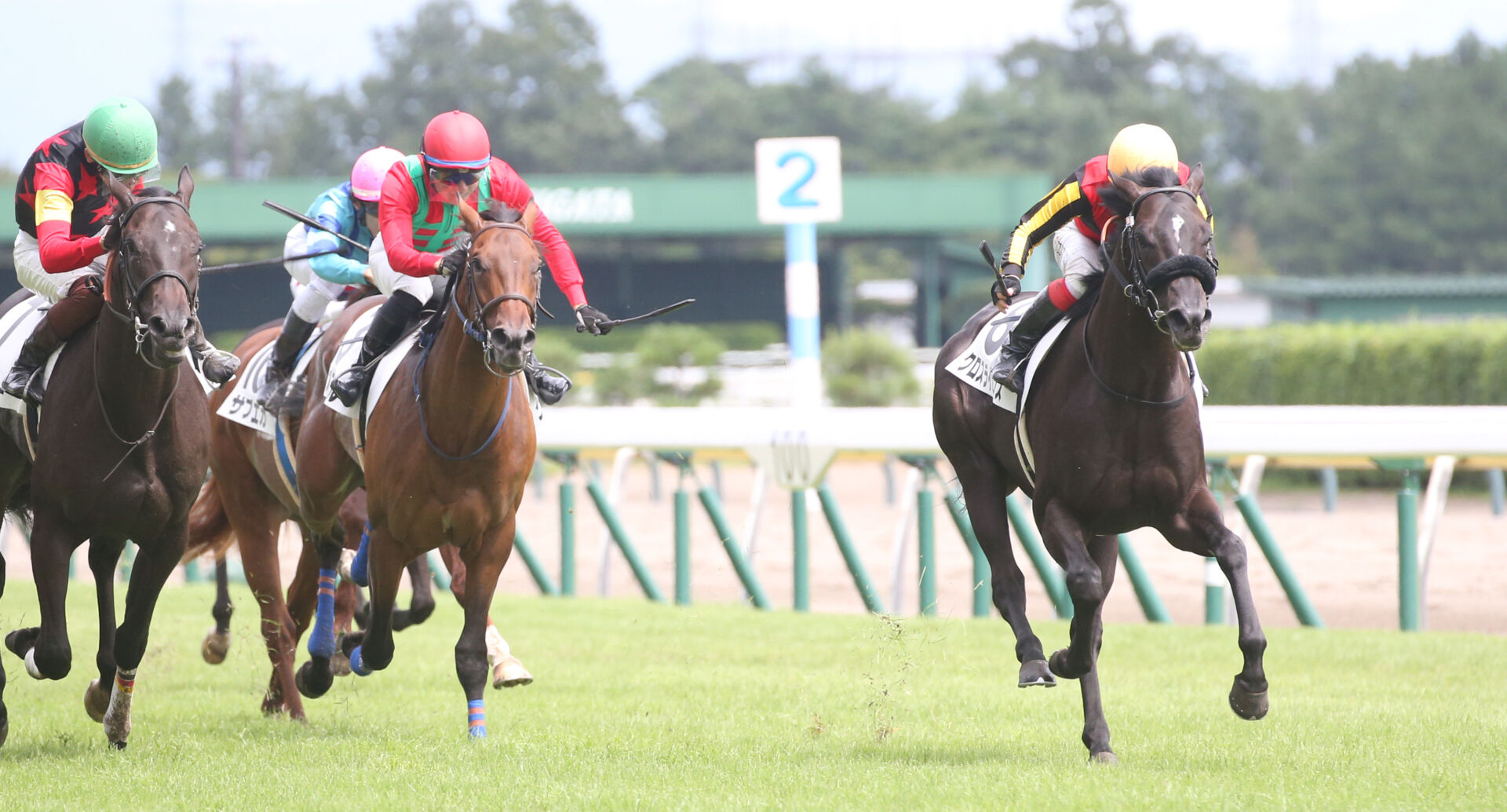 新馬/新潟5R】キズナ産駒 クロスライセンスがデビューV | 競馬ニュース
