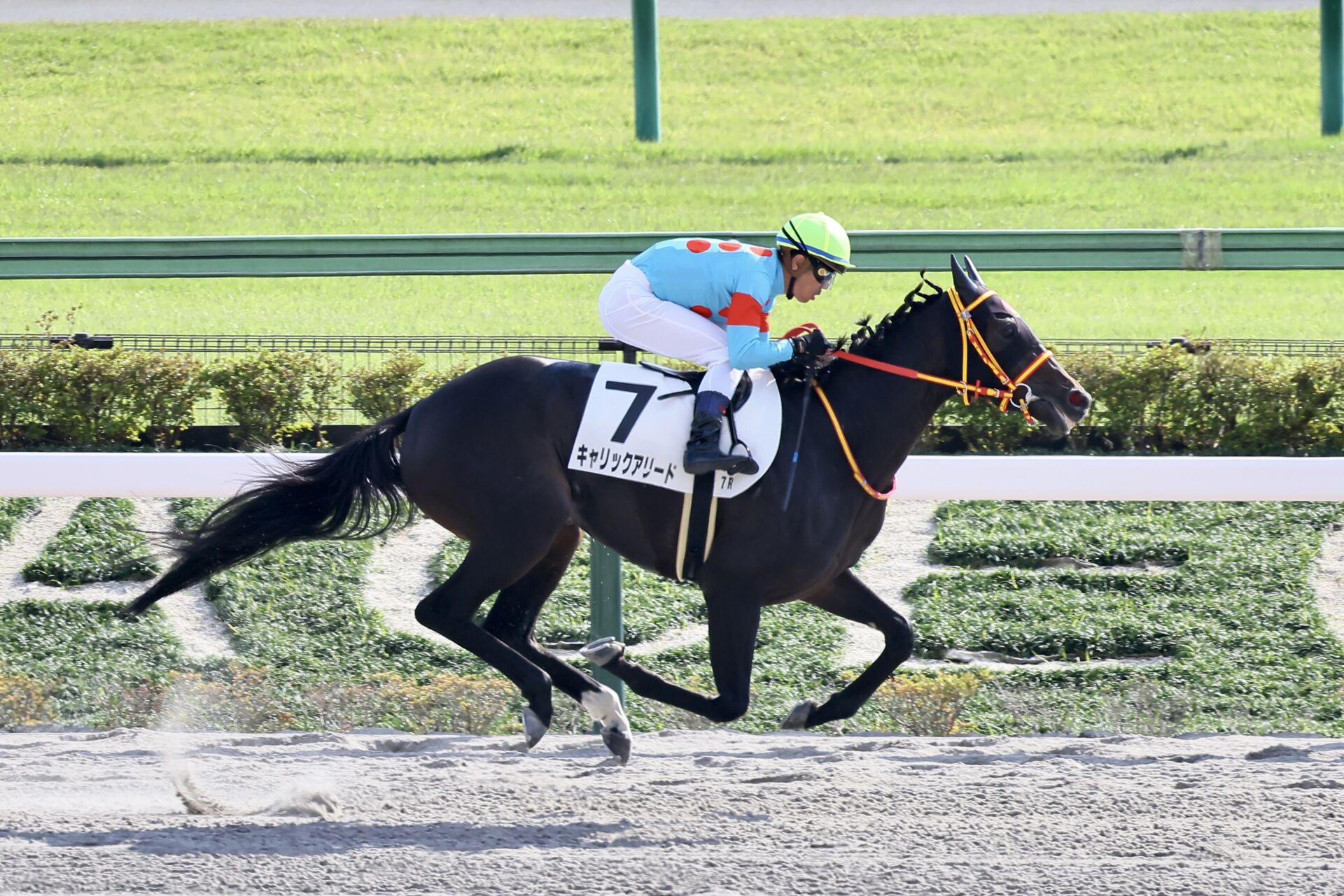 キャリックアリード の写真ギャラリー 競馬ニュースなら競馬のおはなし