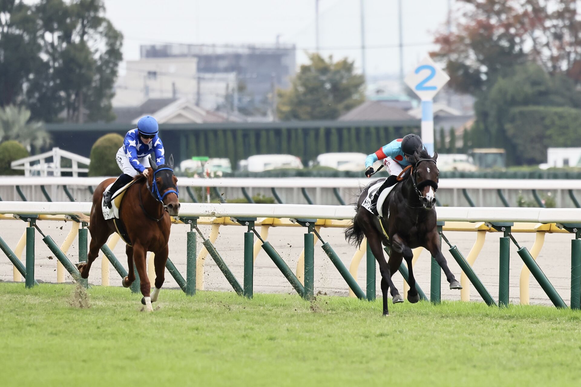 新馬 東京6r 断然人気 トラマンダーレがデビューv 競馬のおはなし Goo ニュース