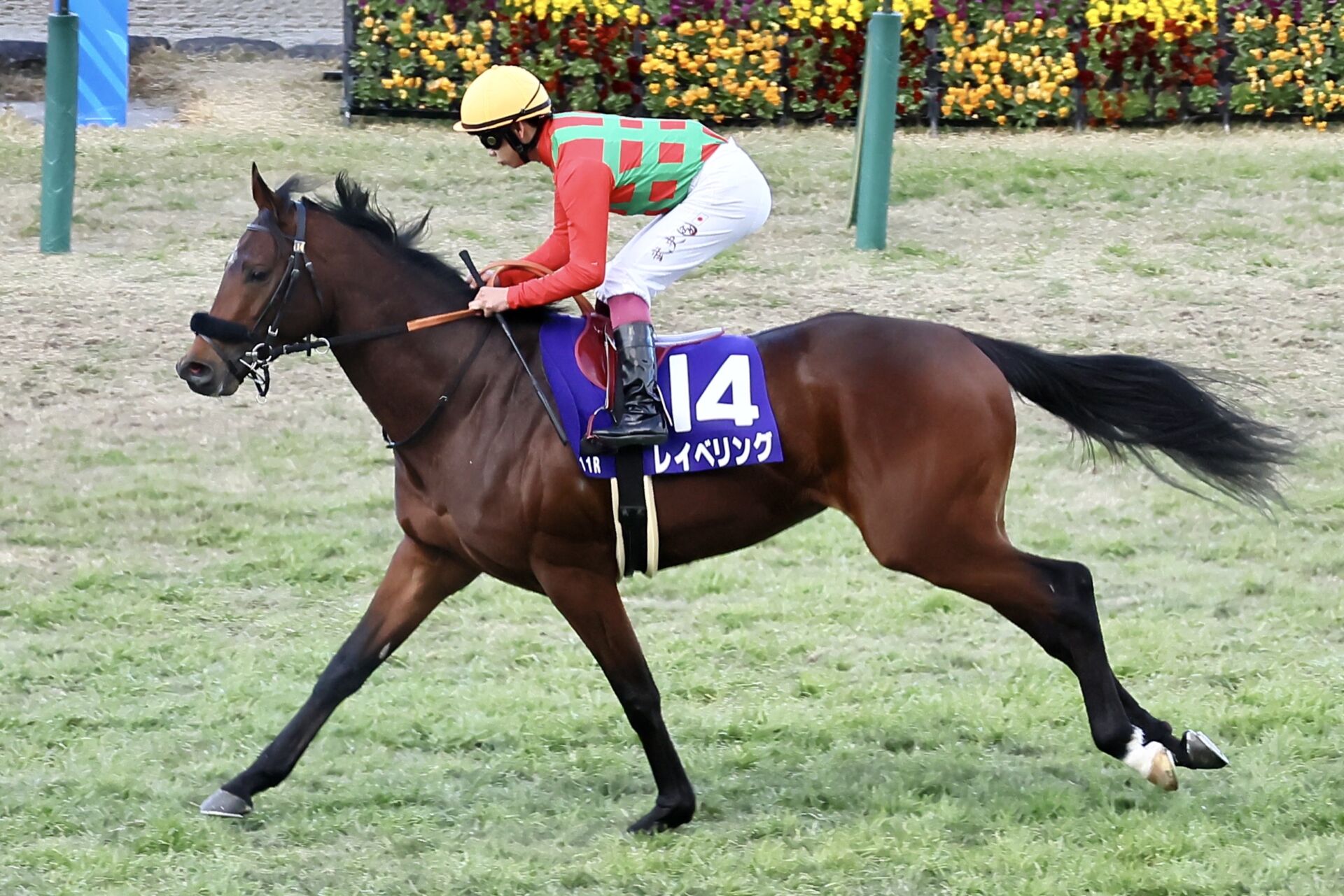 【朝日杯FS】横山武「キャリア2戦目ですごい馬」レース後ジョッキーコメント | 競馬ニュースなら競馬のおはなし