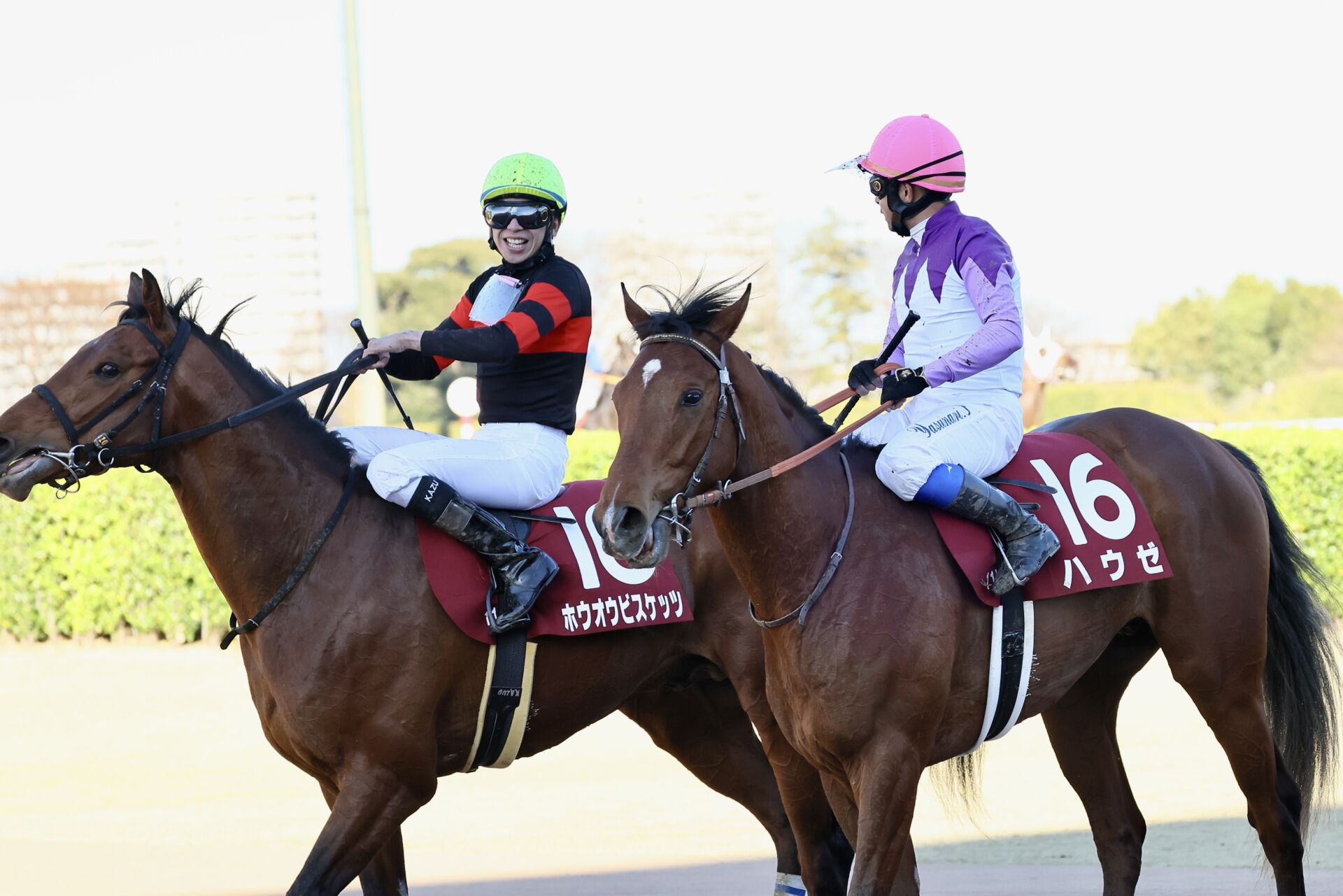 函館記念登録馬】ホウオウビスケッツなど20頭 | 競馬ニュースなら競馬