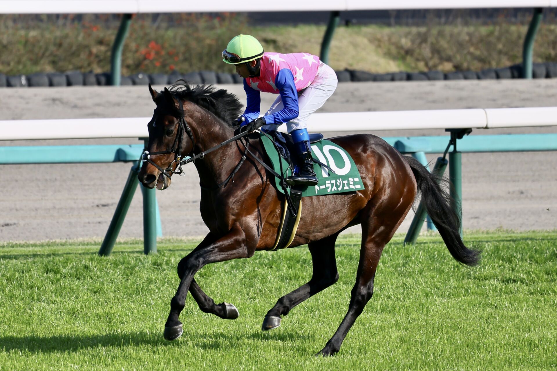 トーラスジェミニが競走馬登録抹消 | 競馬ニュースなら競馬のおはなし