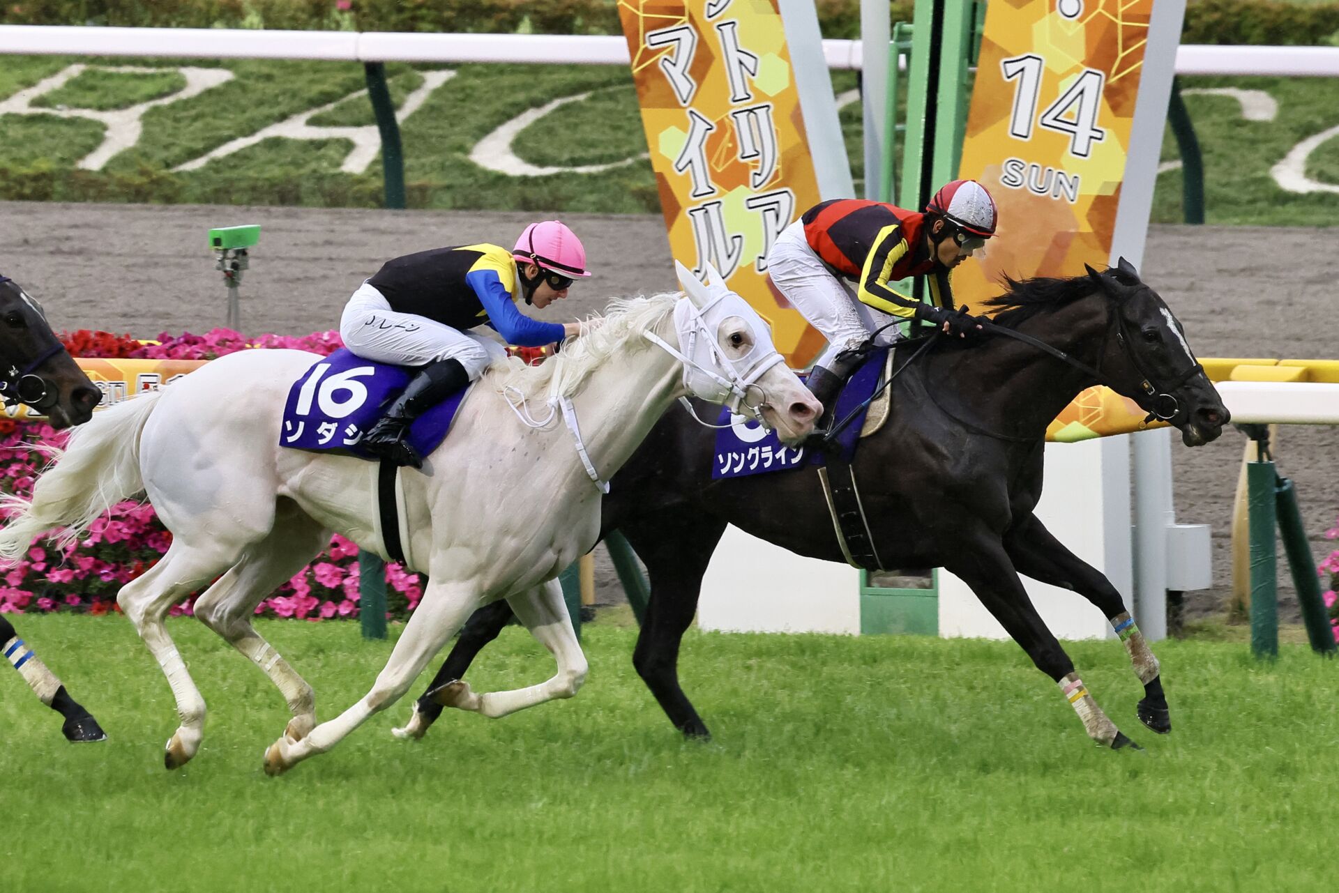 ソダシ・2023年・カレンダー・マイルＣＳ・ヴィクトリアマイル・ＪＲＡ・競馬場 小売業者