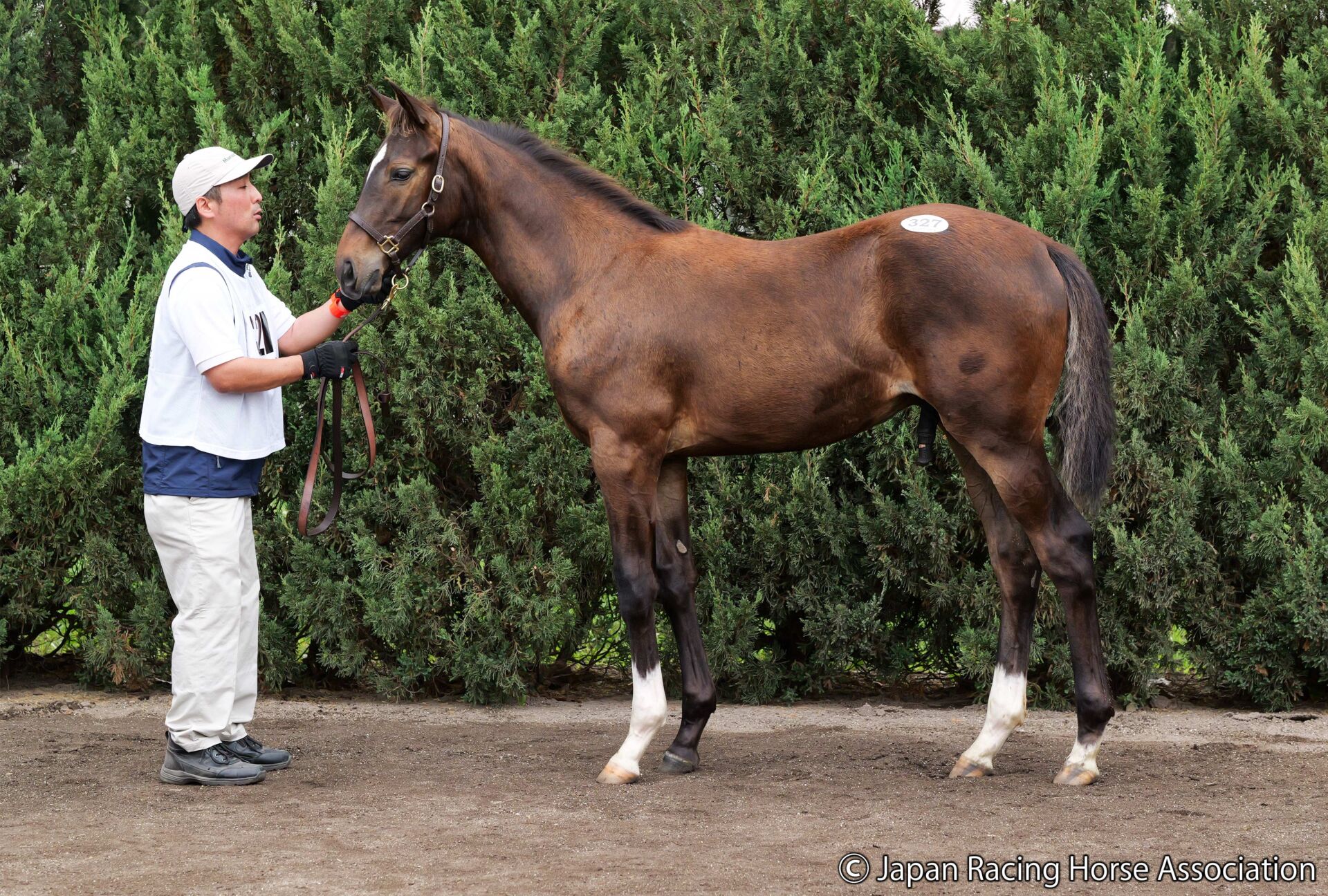 セレクトセール2023】当歳キタサンブラック産駒、2頭目の億超え | 競馬