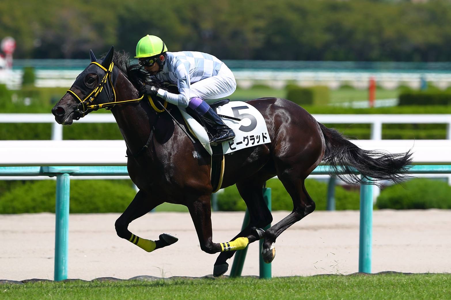 新馬/阪神4R】武豊騎乗、ビーグラッドが鮮やかな逃げ切りでデビューV | 競馬ニュースなら競馬のおはなし