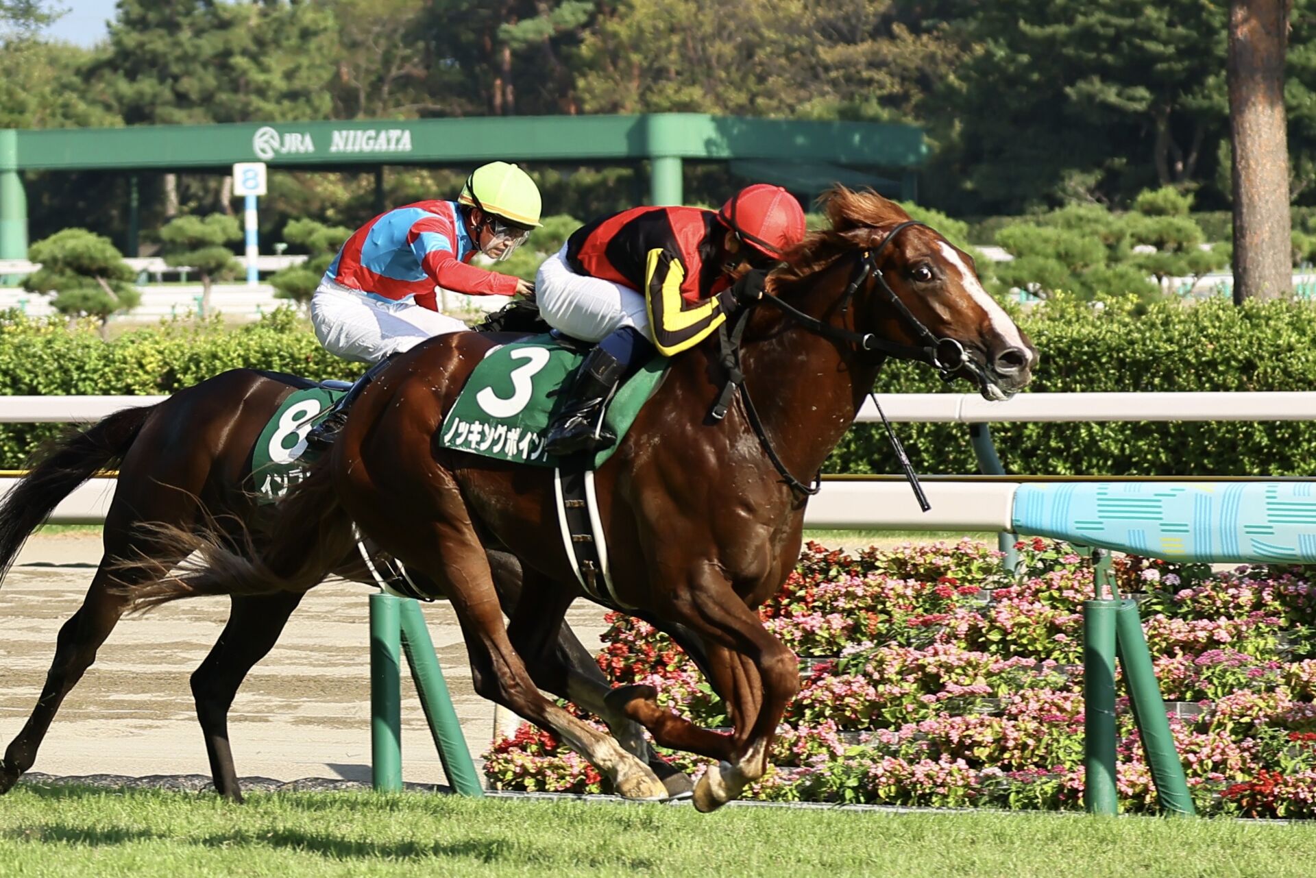 【新潟記念】北村宏「この馬らしい気配」ノッキングポイントが重賞初制覇 競馬ニュースなら競馬のおはなし