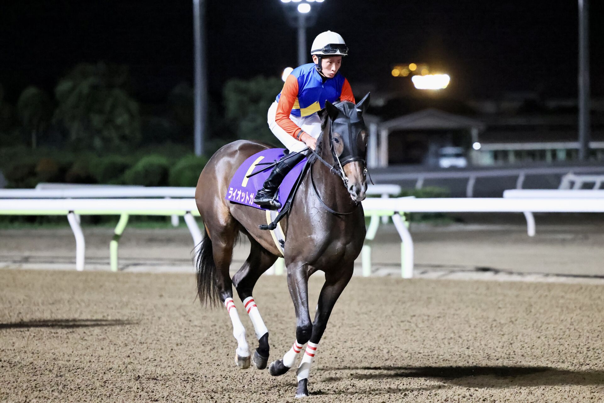 【クイーン賞】JRA出走予定馬 競馬ニュースなら競馬のおはなし