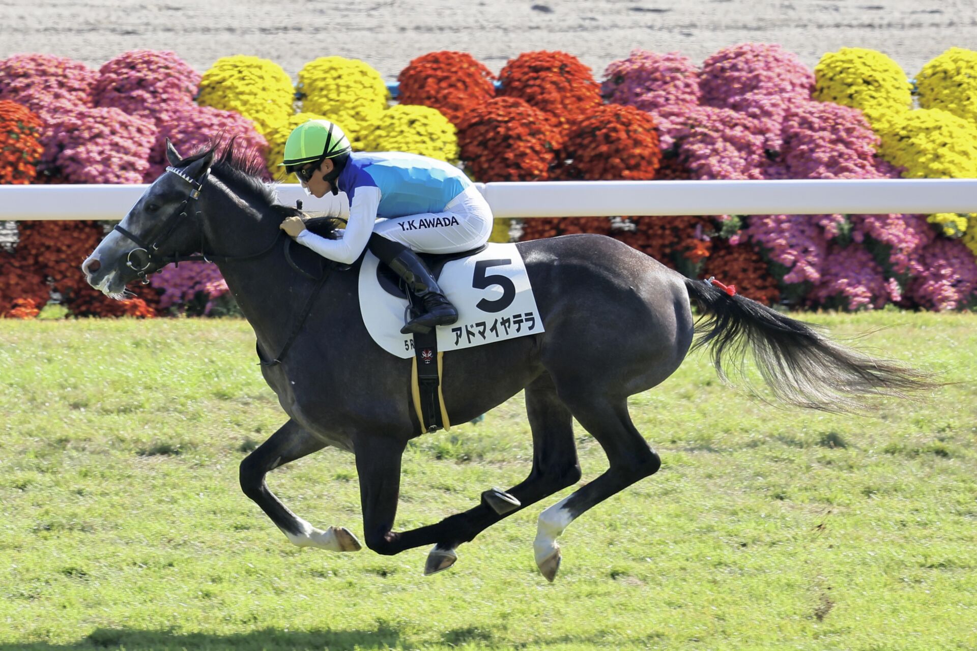 新馬/京都5R】レイデオロ産駒 アドマイヤテラがデビューV | 競馬