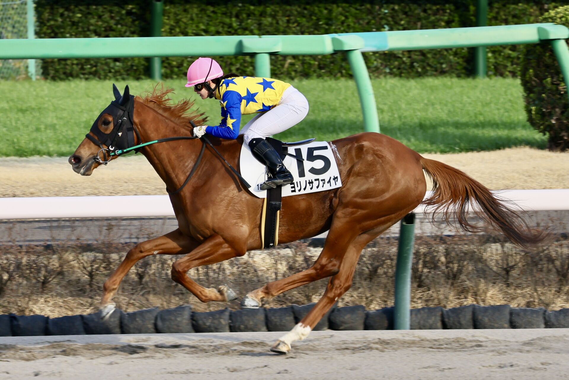 中山12R】藤田菜七子騎乗、ヨリノサファイアが8馬身差圧勝 | 競馬