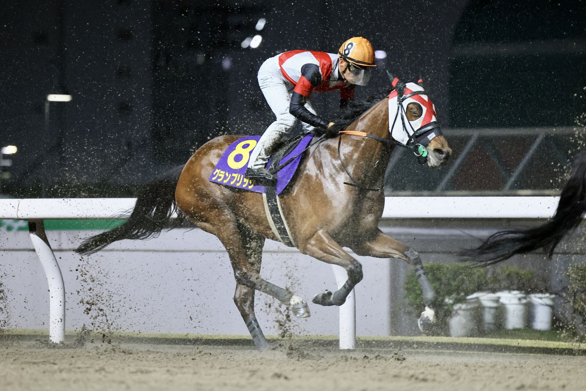 レディスプレリュード】グランブリッジなどJRAは5頭…出走予定馬 | 競馬ニュースなら競馬のおはなし