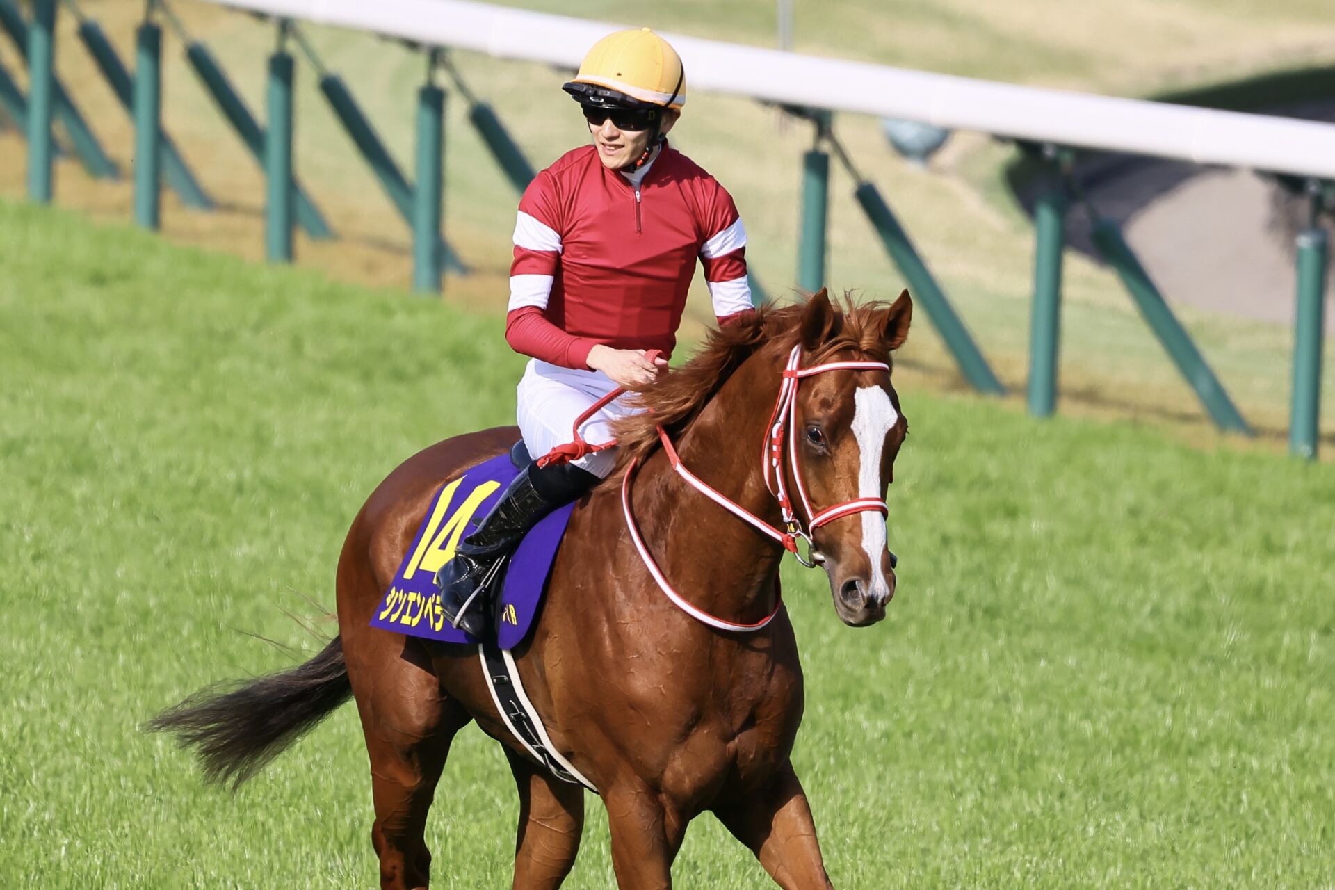 愛チャンピオンS】シンエンペラーは最内へ | 競馬ニュースなら競馬の 