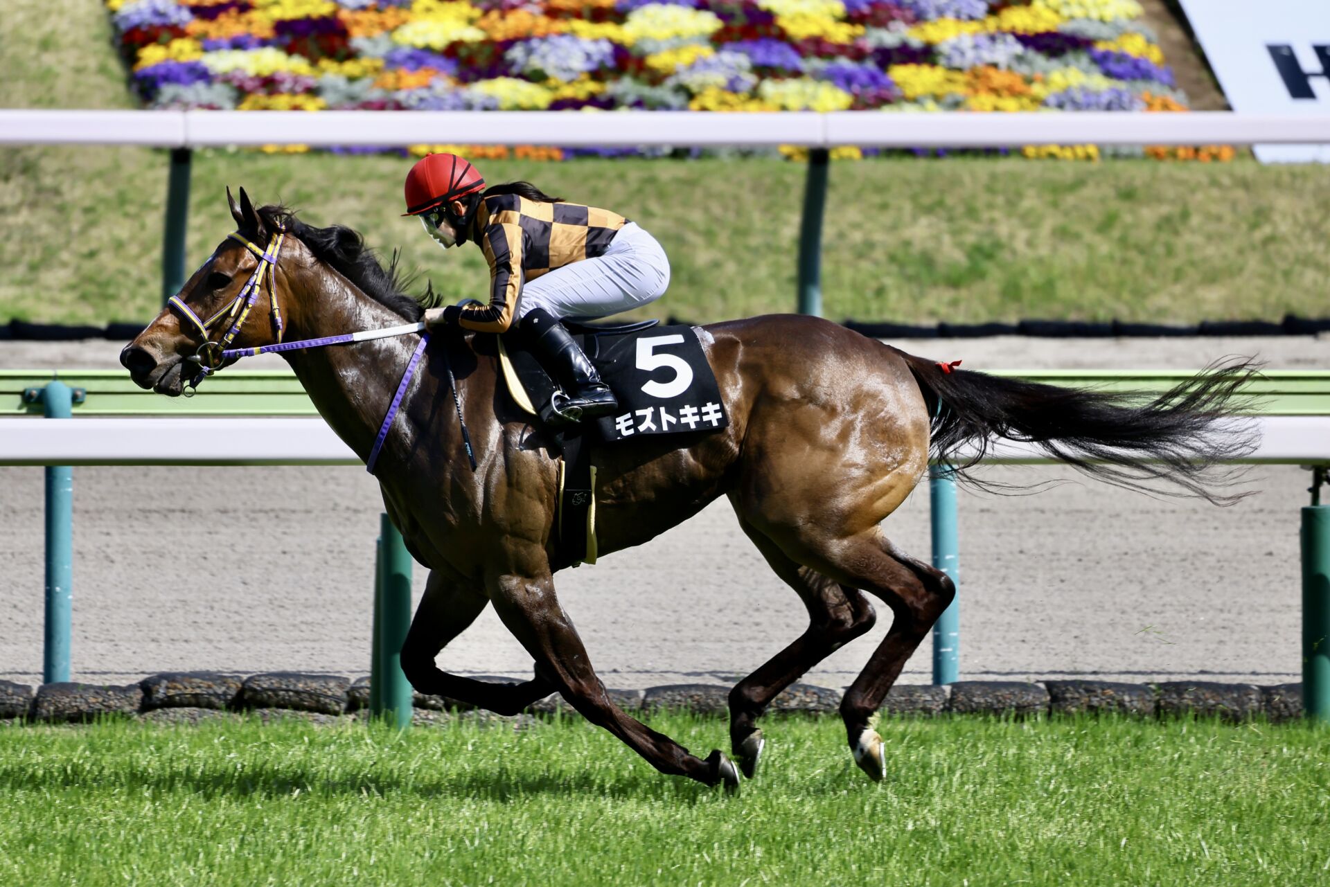 雪うさぎ賞】古川奈穂騎乗、モズトキキが逃げ切りV…未勝利から連勝