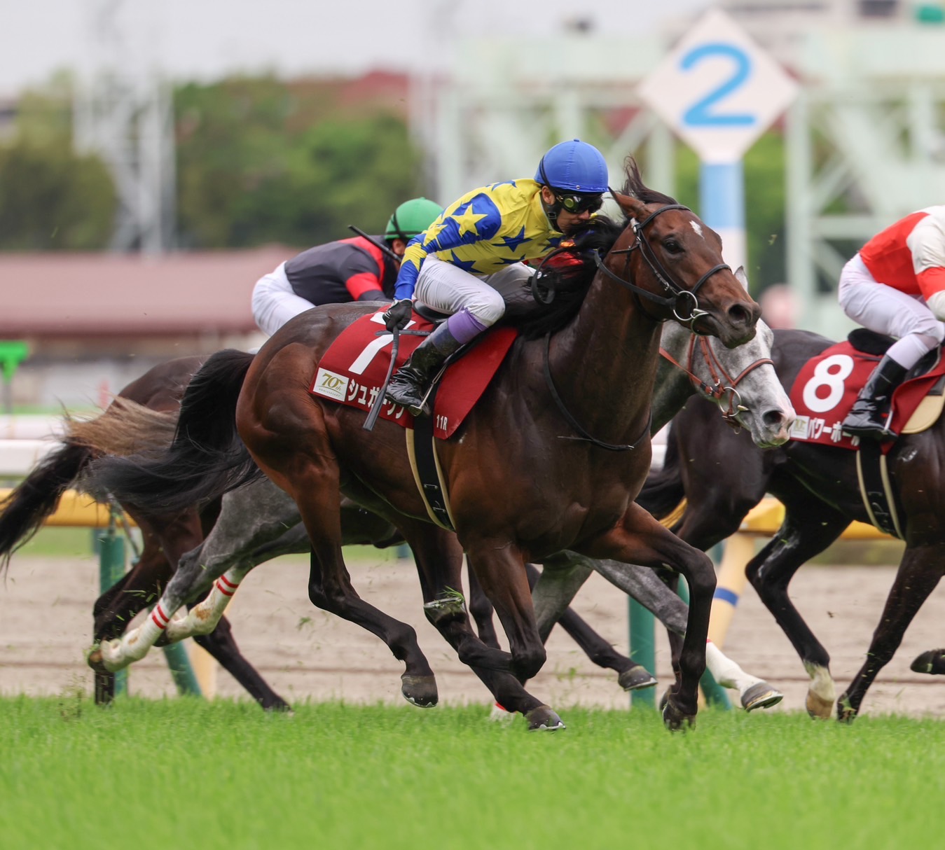 新潟大賞典登録馬】良血シュガークンなど17頭 | 競馬ニュースなら競馬