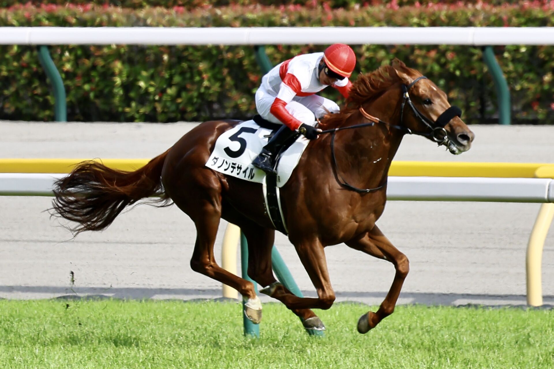 英インターナショナルS】ダノンデサイル、追い切り順調に消化 | 競馬