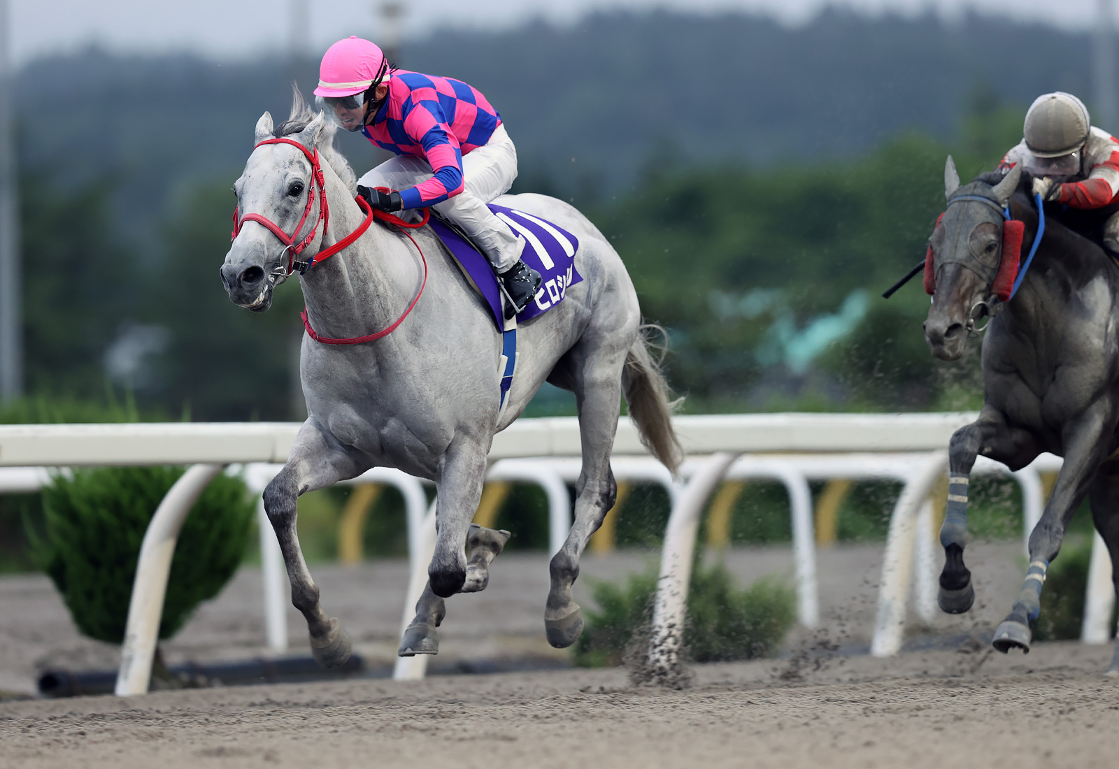 岩手・みちのく大賞典】ヒロシクンが4連勝…高橋亮「躊躇せず逃げの手に」 | 競馬ニュースなら競馬のおはなし