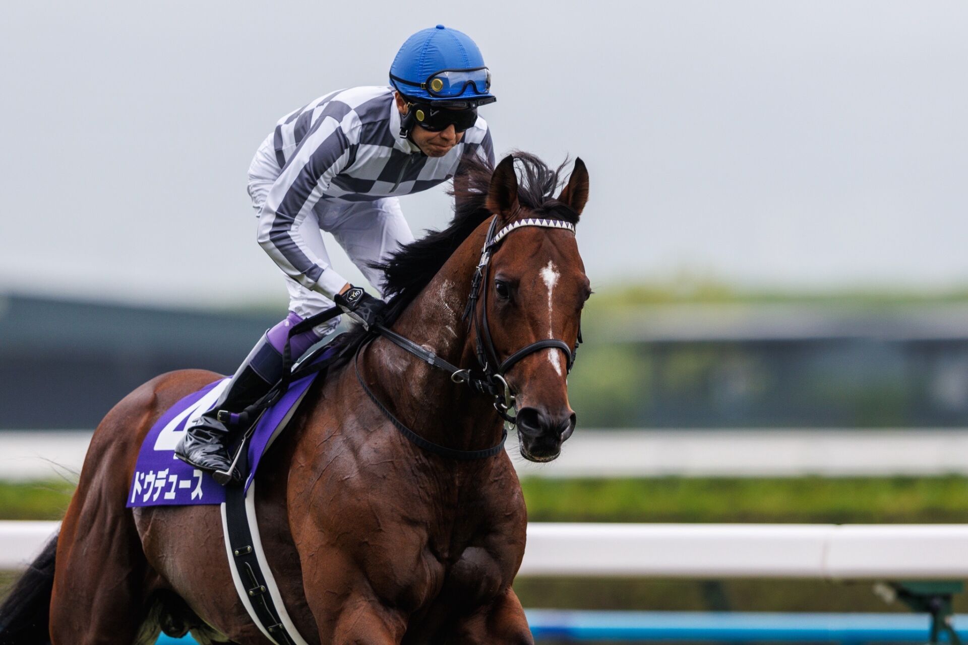 ダービー馬・ドウデュース写真集の発売決定 | 競馬ニュースなら競馬の