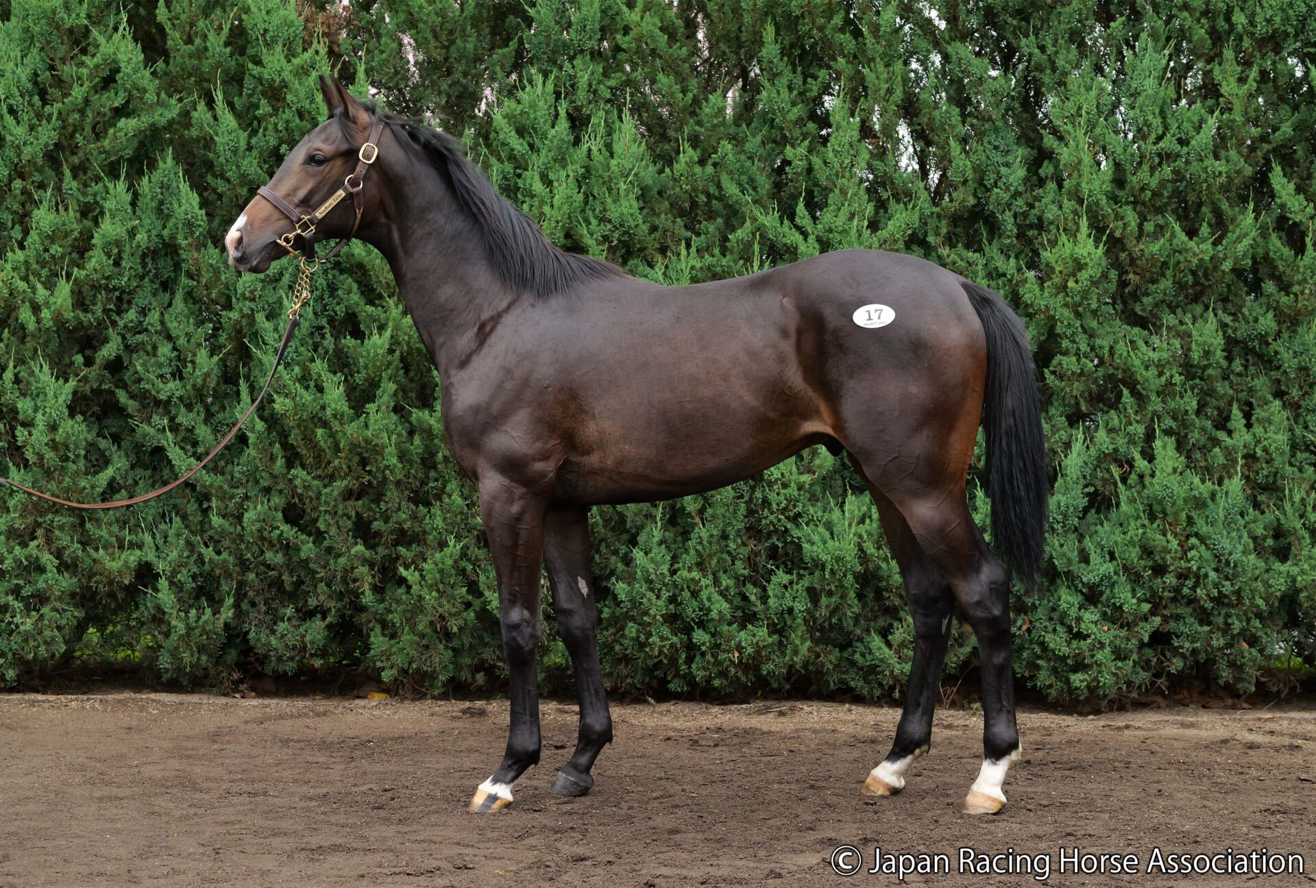 セレクトセール2024】サマーハの23は金子真人HDが落札…兄はシャケトラ