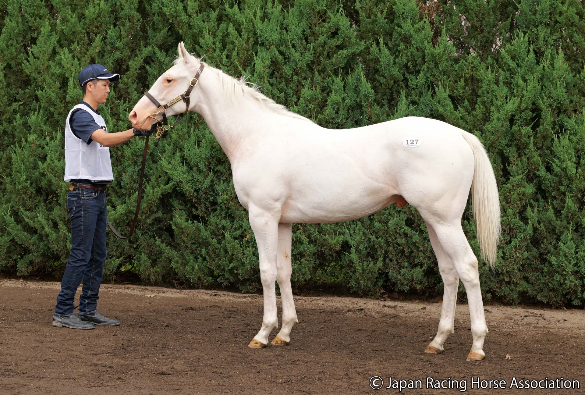 セレクトセール2024】白毛馬マーブルケーキの2023が1億9000万円…藤田晋