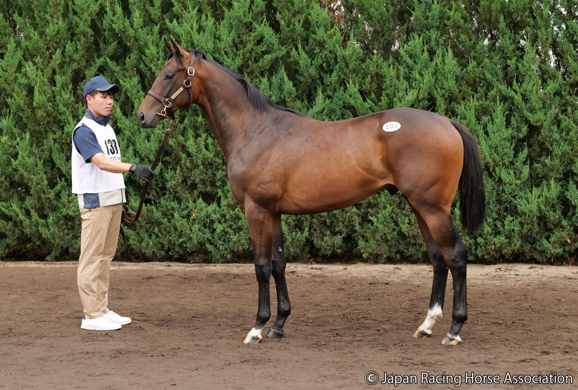 セレクトセール2024】コントレイル産駒が2億5000万円…アスクビクター