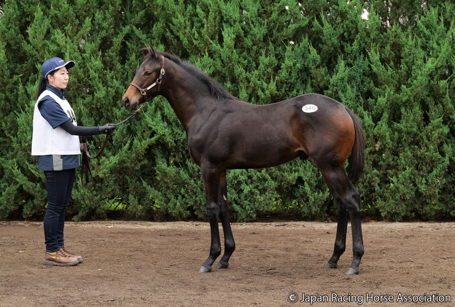 ピクシーナイト - Pixie Knight - 競走馬データベース | 競馬ラボ