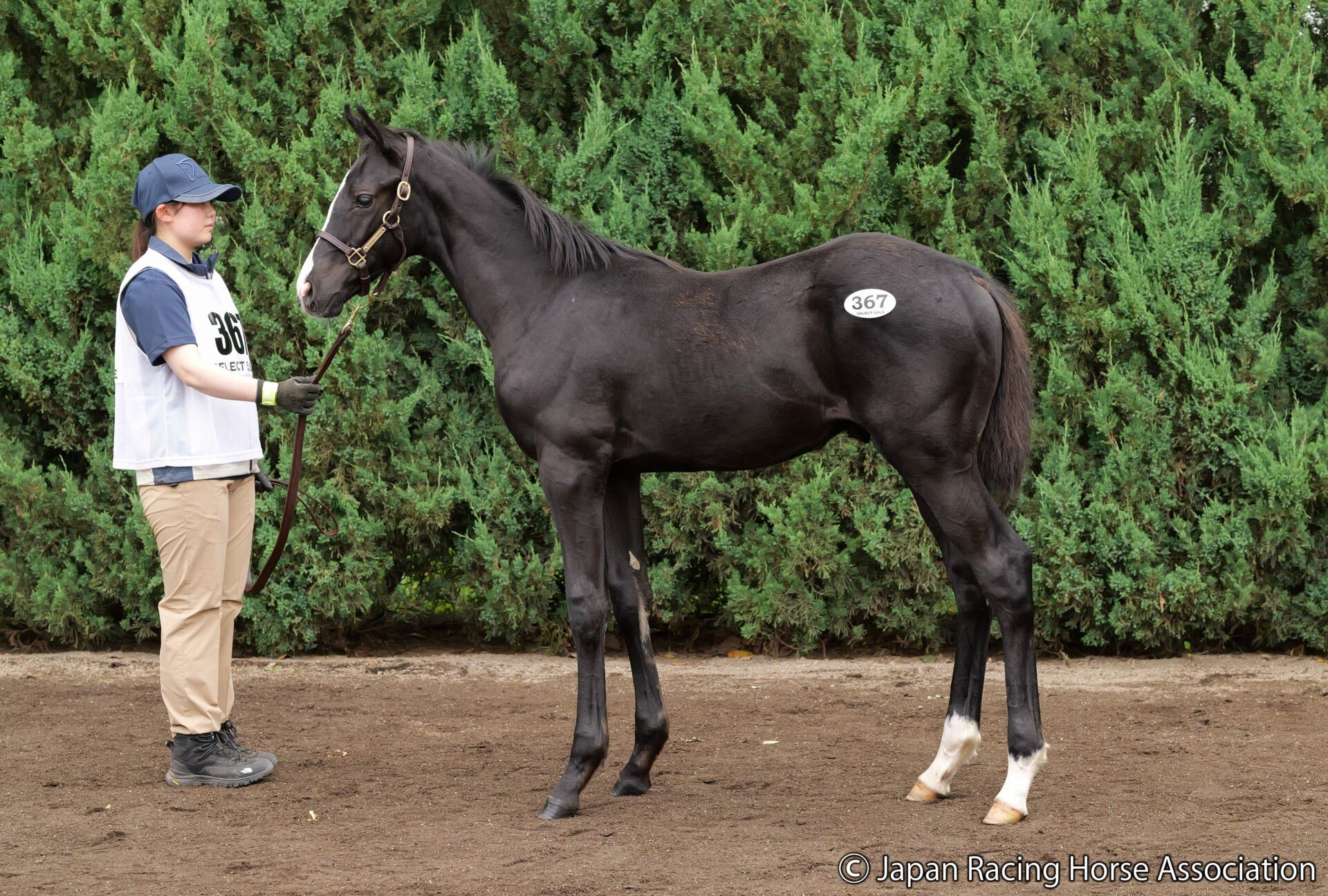 セレクトセール2024】スワーヴリチャード産駒が2億円…野田みづき氏が