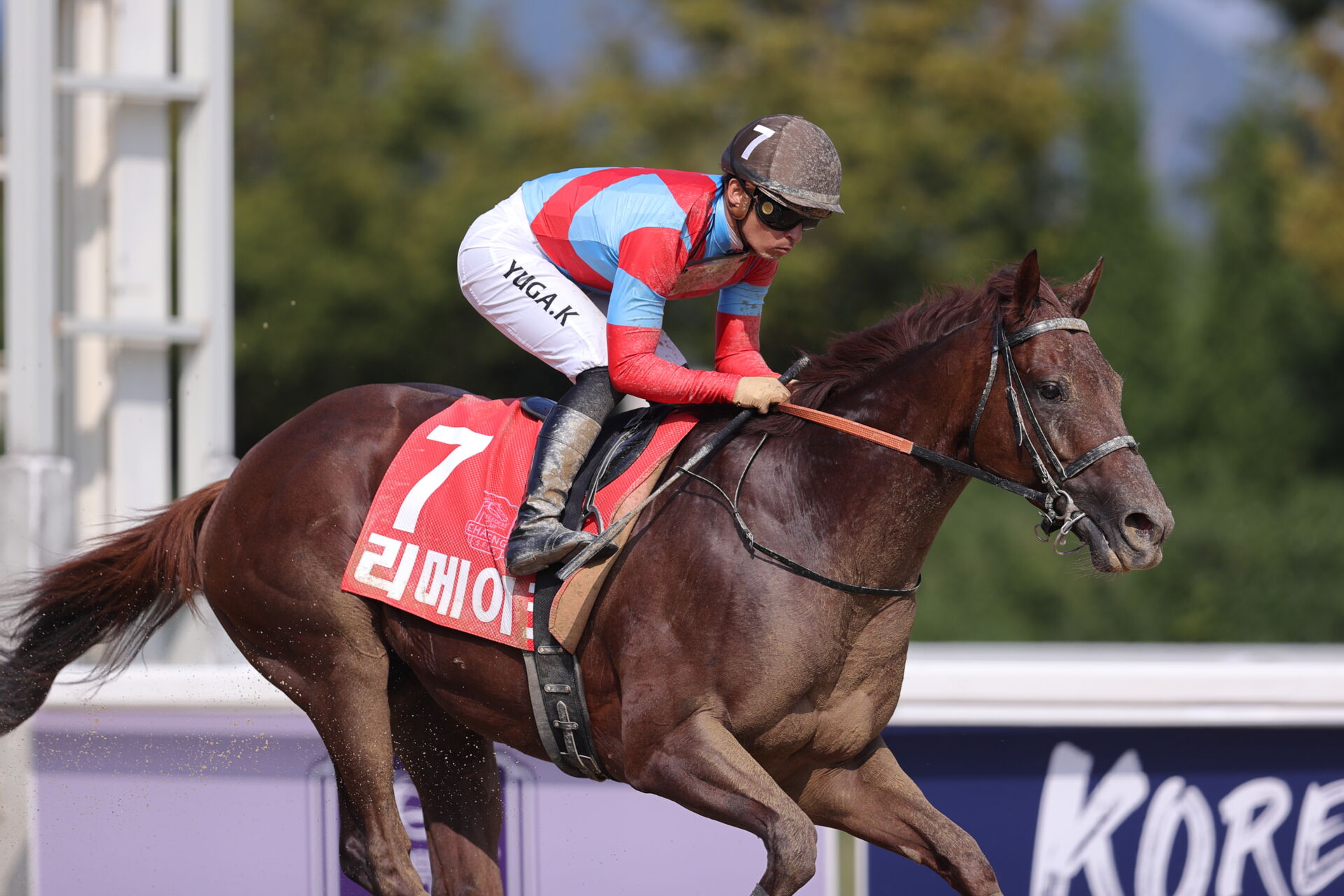 リメイクが引退…種牡馬入り | 競馬ニュースなら競馬のおはなし