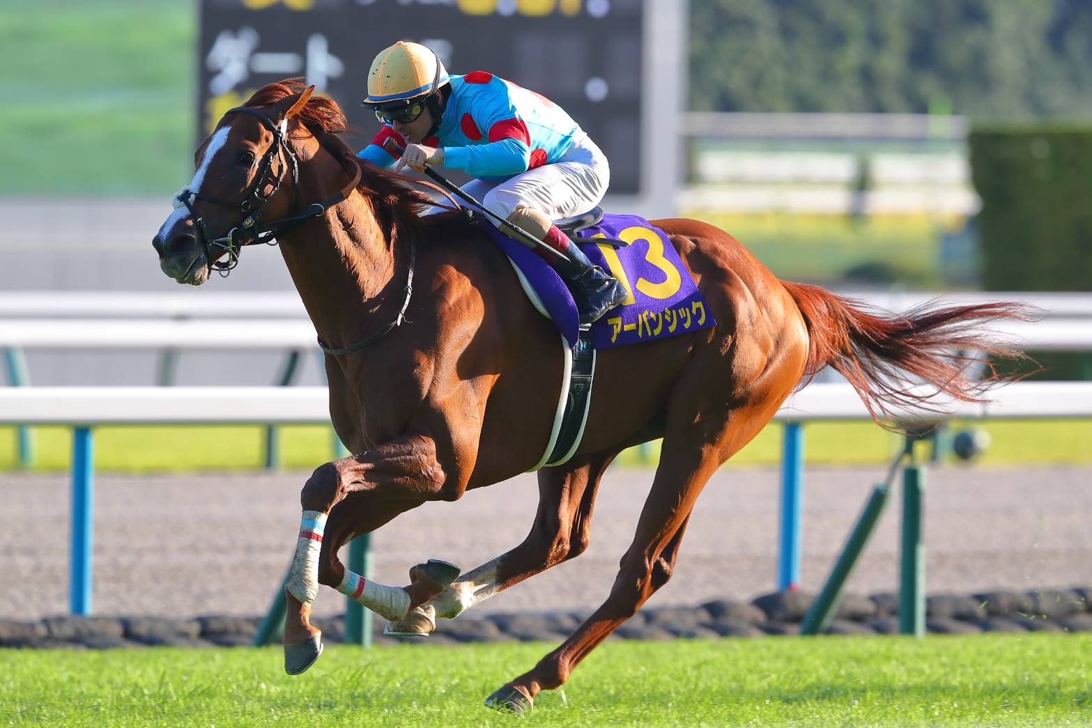 金鯱賞登録馬】菊花賞馬アーバンシックなど14頭 | 競馬ニュースなら 