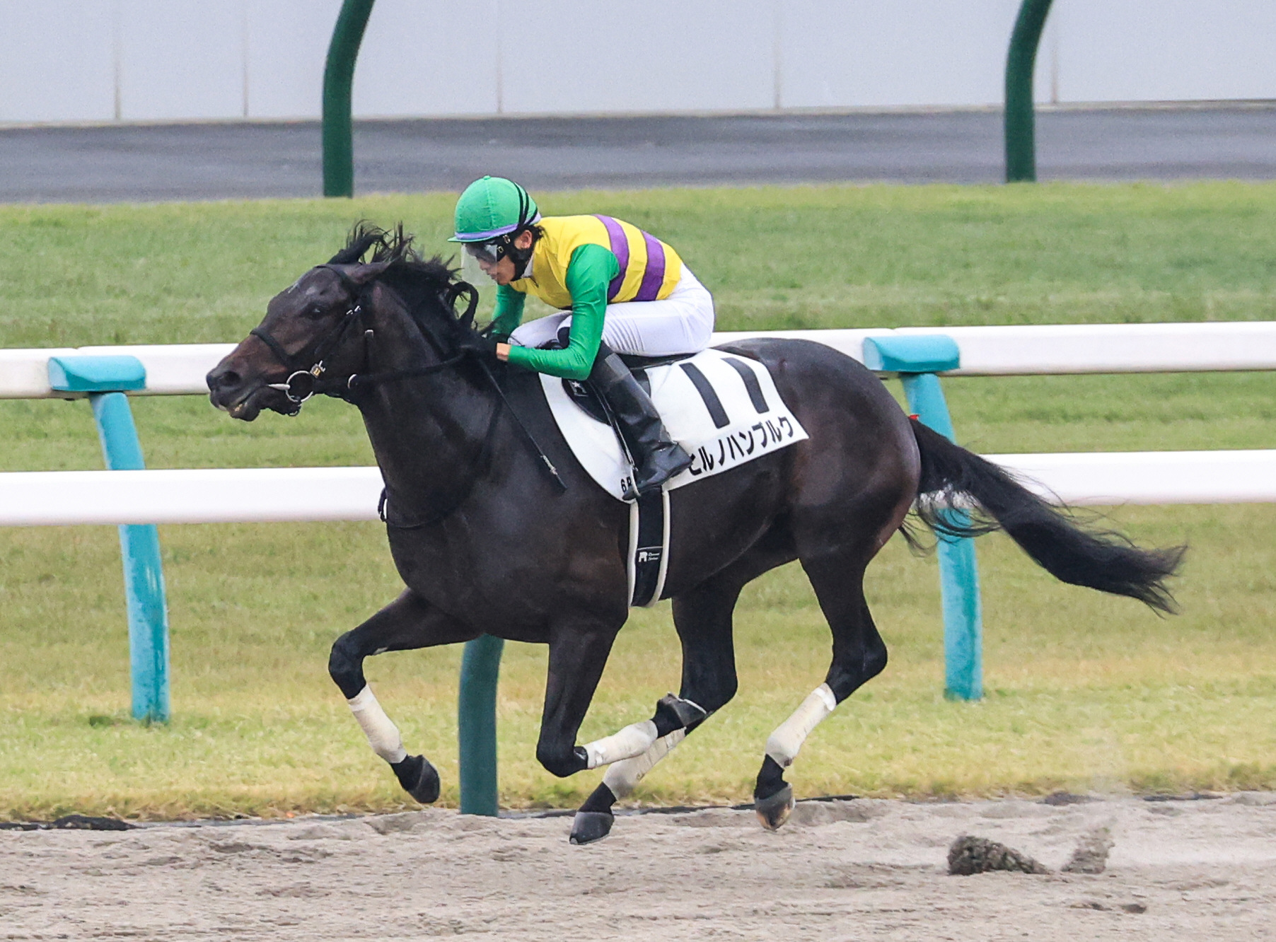 新馬/京都6R】ナダル産駒 ヒルノハンブルクが人気に応える | 競馬