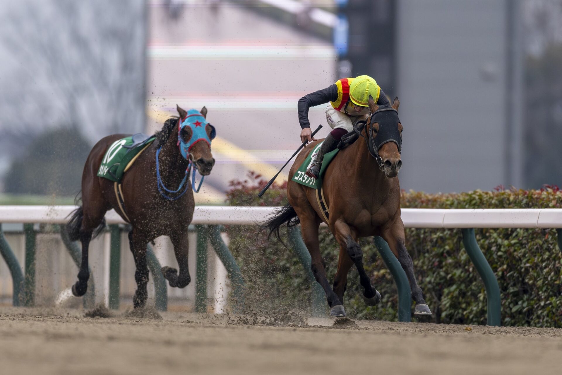 ノリタケ　競走馬跳馬 根岸S】コスタノヴァが突き抜ける…タガノビューティーは落馬 | 競馬