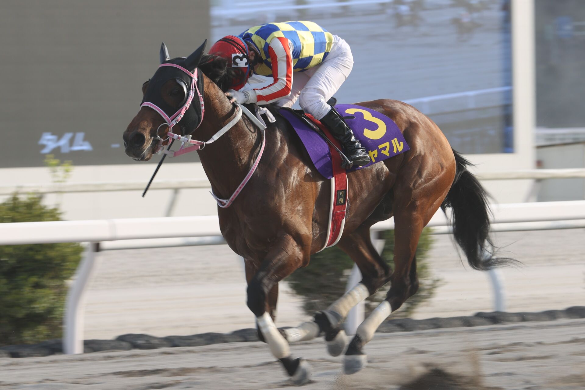 黒船賞】シャマルが逃げ切って3連覇…エンペラーワケアは3着 | 競馬