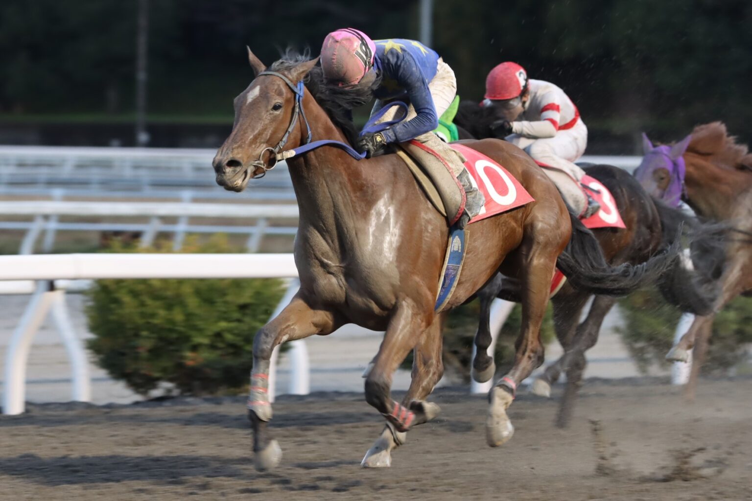 高知・八畳岩特別】4角で4頭が落馬の波乱…レースはフクチャンキングがV