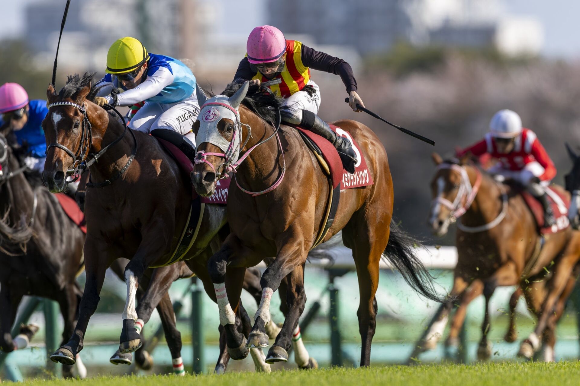 ニュージーランドトロフィー の写真ギャラリー| 競馬ニュースなら競馬