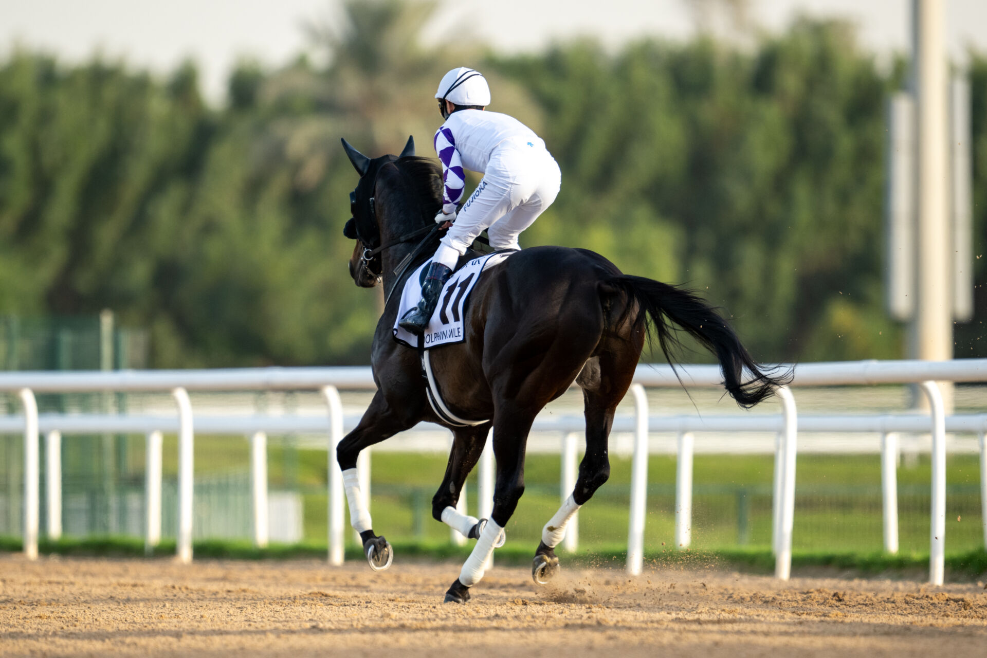 ゴドルフィンマイル】藤岡佑「やりたい競馬は出来た」ペプチドナイルは