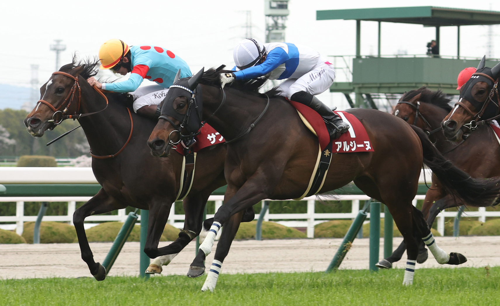 阪神牝馬S】大激戦のゴール前！伏兵がサフィラ重賞初制覇 | 競馬