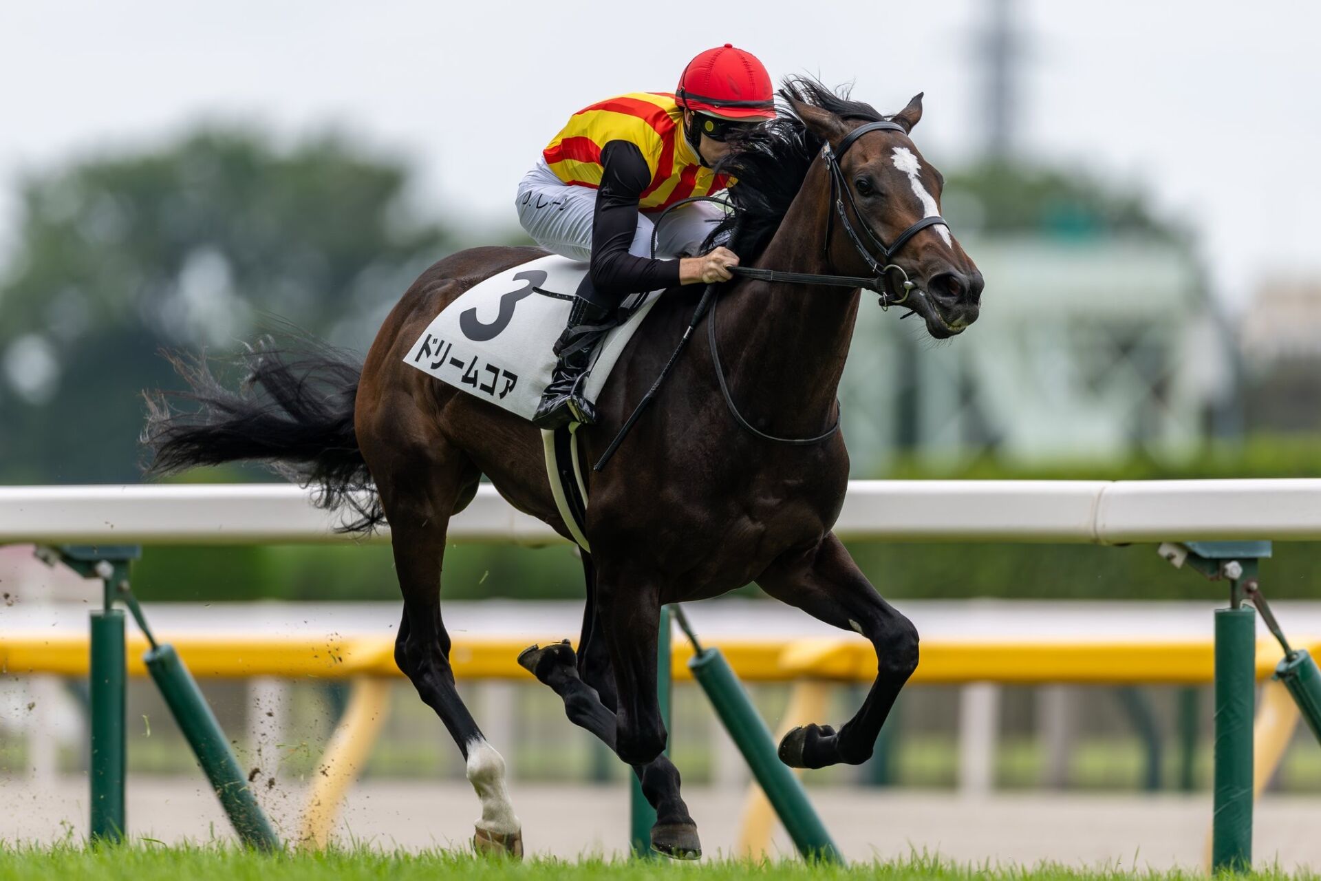 新馬/東京5R】断然人気ドリームコアが快勝…母はノームコア | 競馬