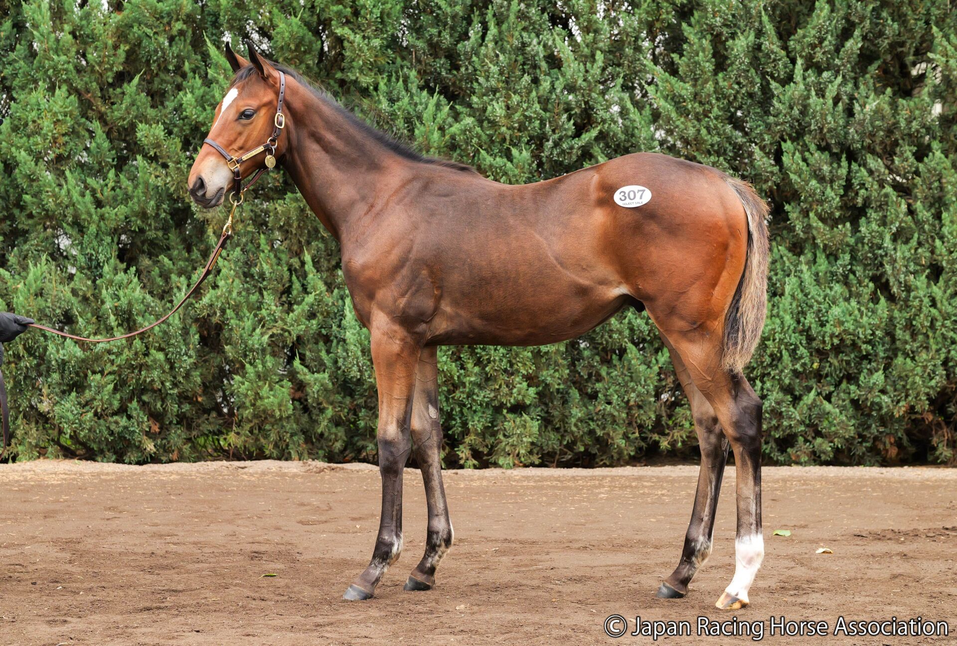 セレクトセール2025】キングマン産駒に1億3500万円…全欧2歳牝馬