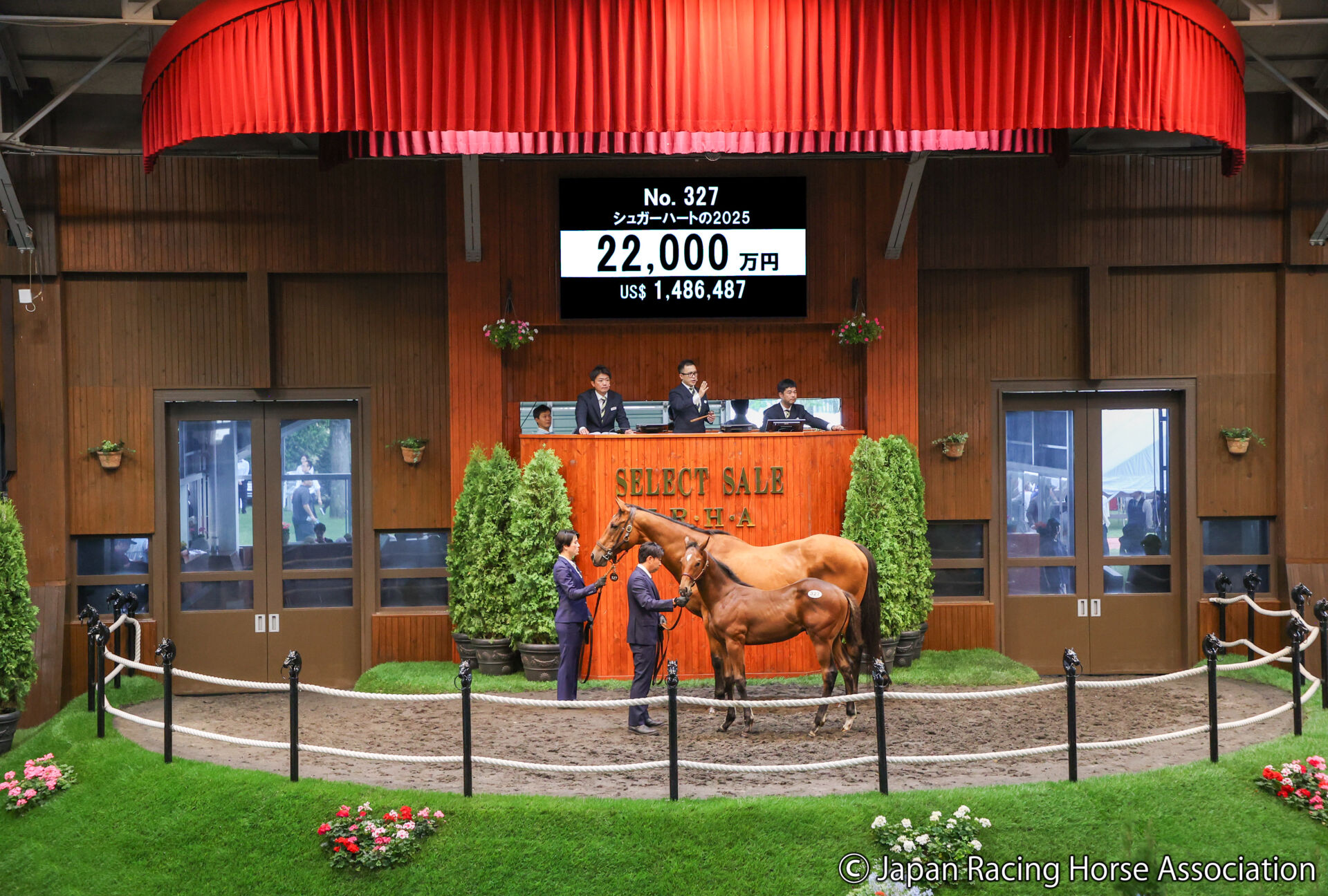 セレクトセール2025】キタサンブラック半弟は2億2000万円…父コン