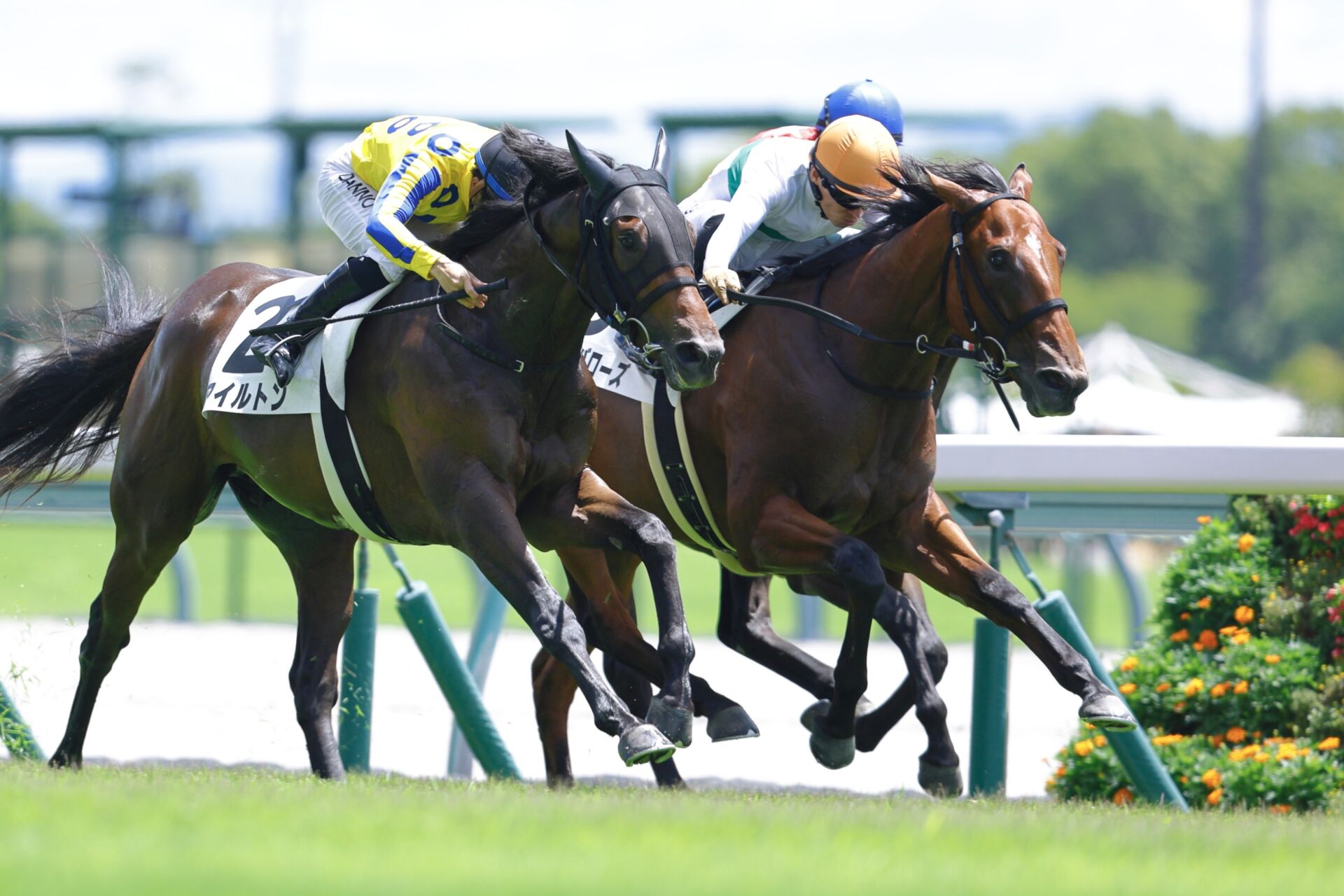 ロードカナロア　メイクデビュー（新馬戦）　現地的中単勝馬券 ロードカナロア メイクデビュー（新馬戦） 現地的中単勝馬券