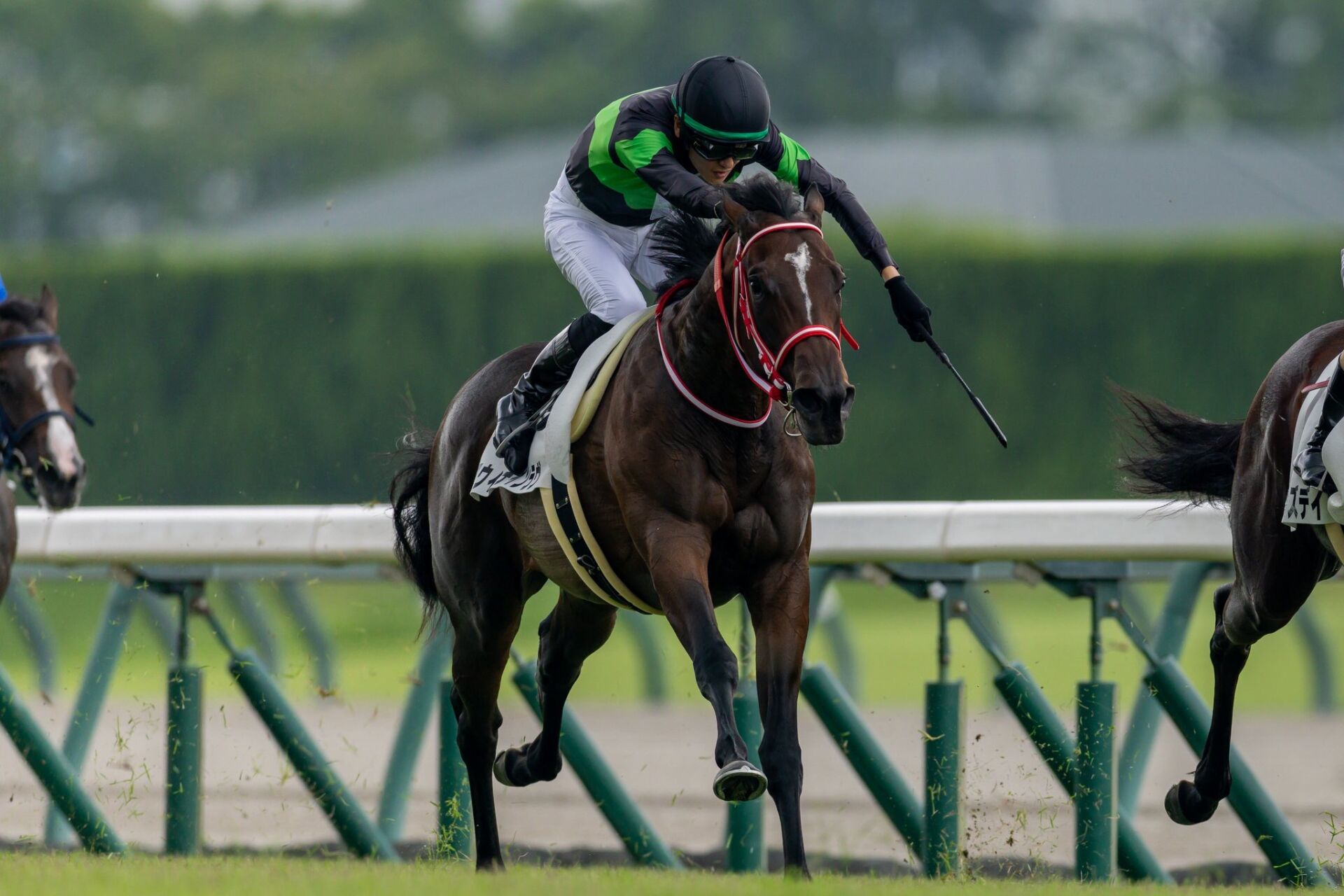 新馬/中京3R】矢作厩舎のコントレイル産駒が新馬V…スウィッチインラヴ