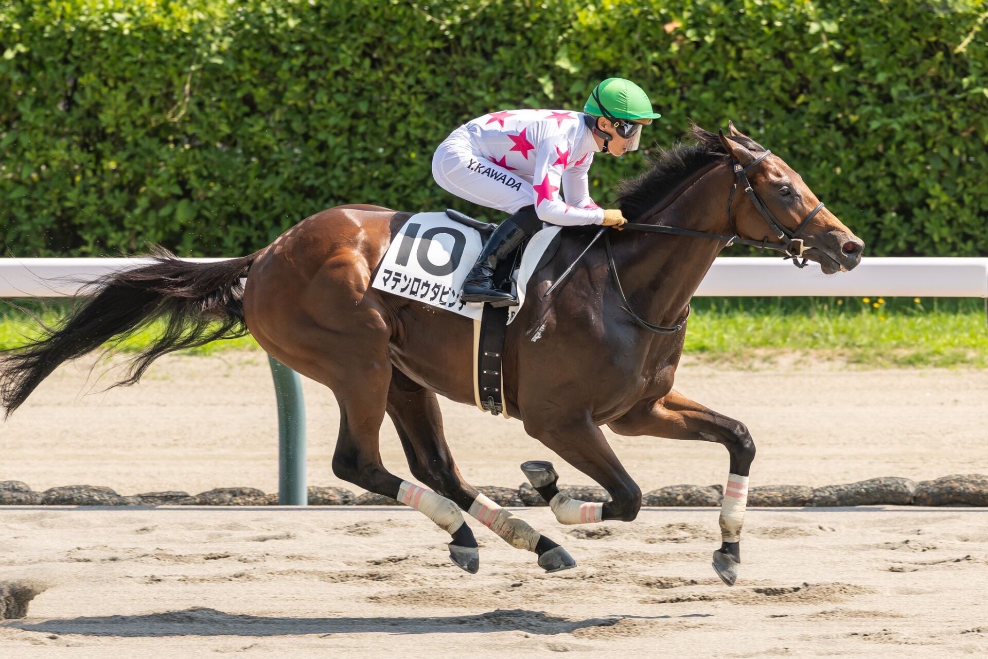 新馬/新潟6R】外国産マテンロウダビンチが6馬身差圧勝 | 競馬ニュース