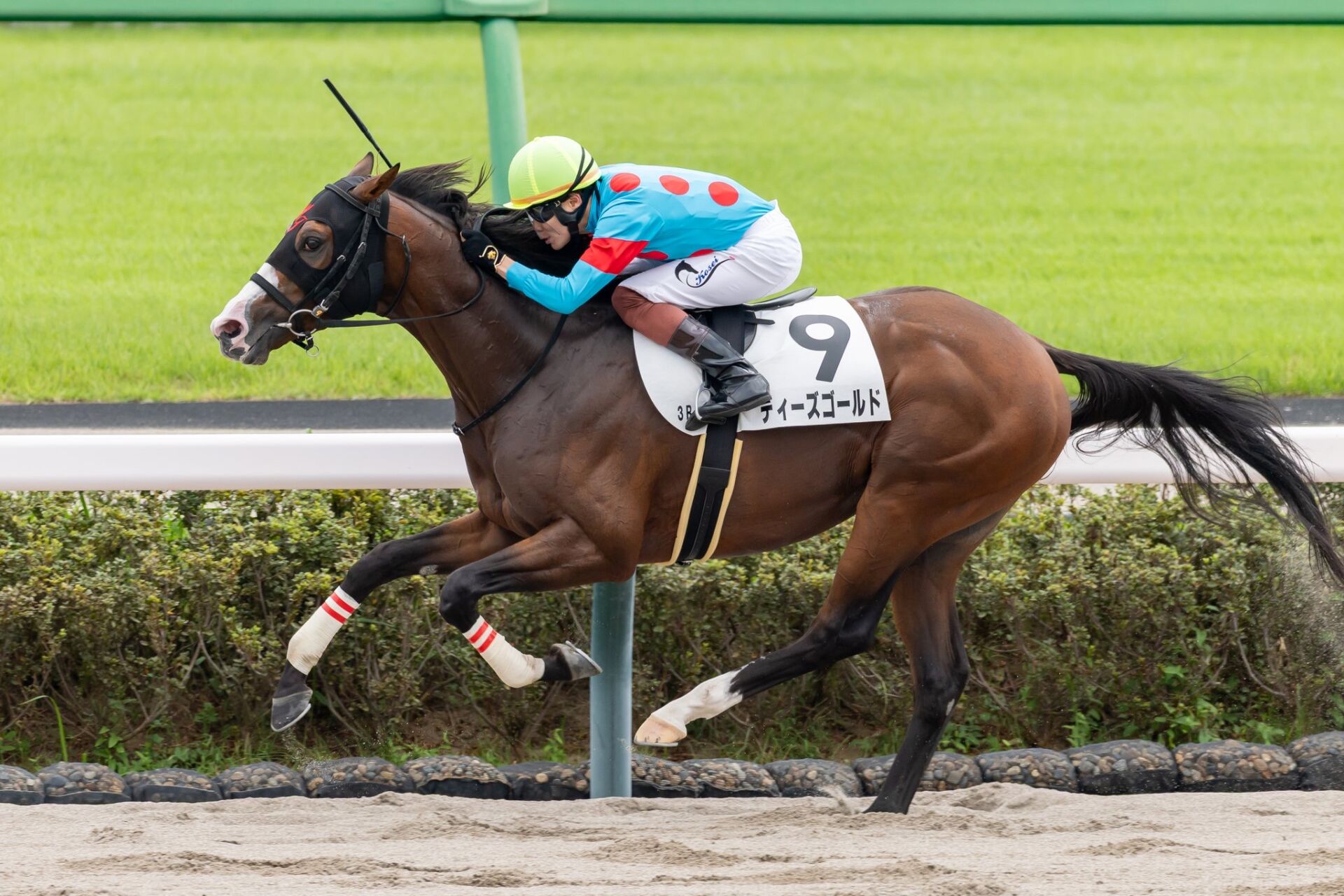 中山3R】リオンディーズ産駒 ディーズゴールドが初勝利 | 競馬ニュース